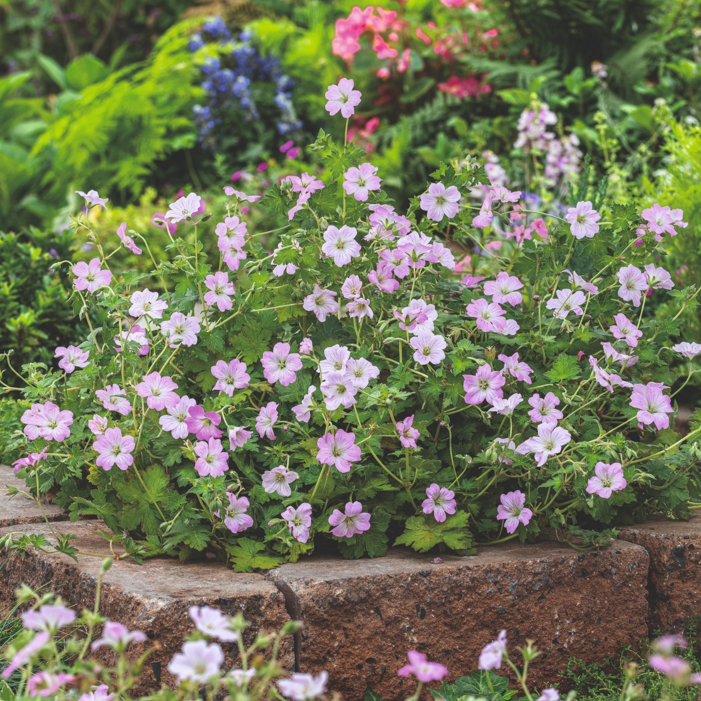 Perenn Omnia Garden Trädgårdsnäva Dreamland Bremdream