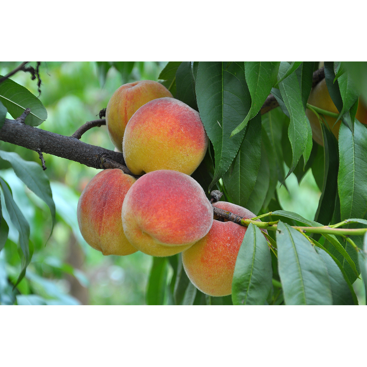 Fruktträd Omnia Garden Persikoträd Frost-Resistent, Fullvuxen 2-4m