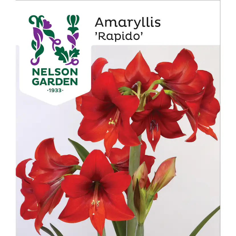 Amaryllis Rapido Nelson Garden Röd