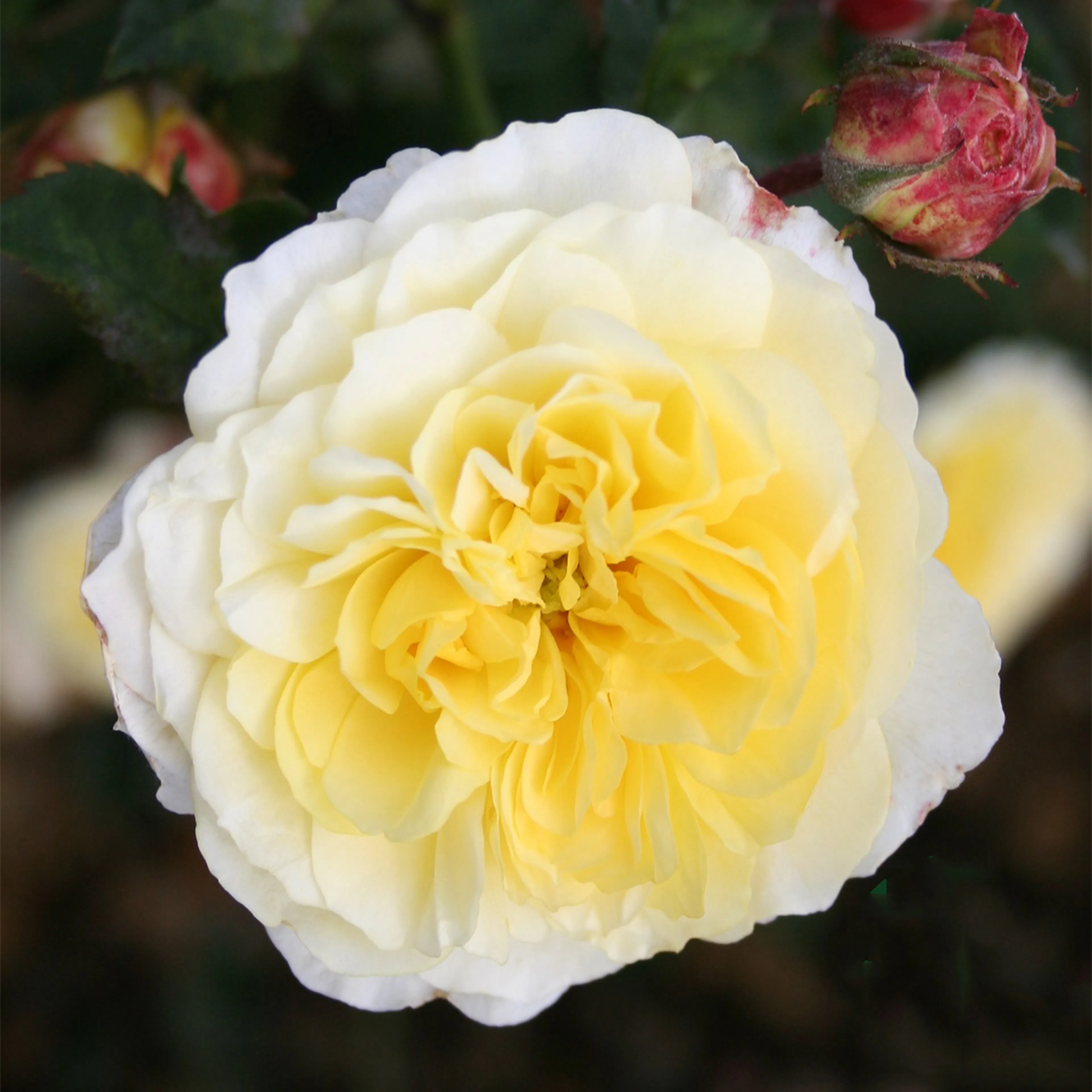 Rosa "The Pilgrim", 5-pack 5-pack