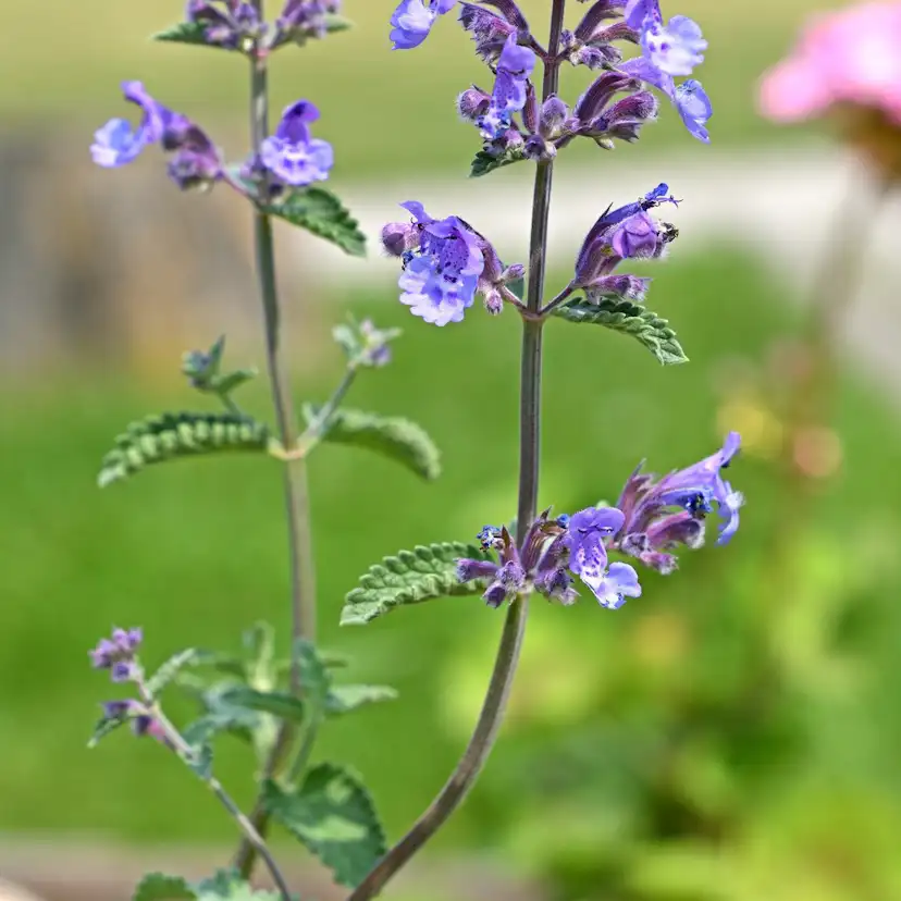 Perenn Omnia Garden Kantnepeta Purrsian Blue