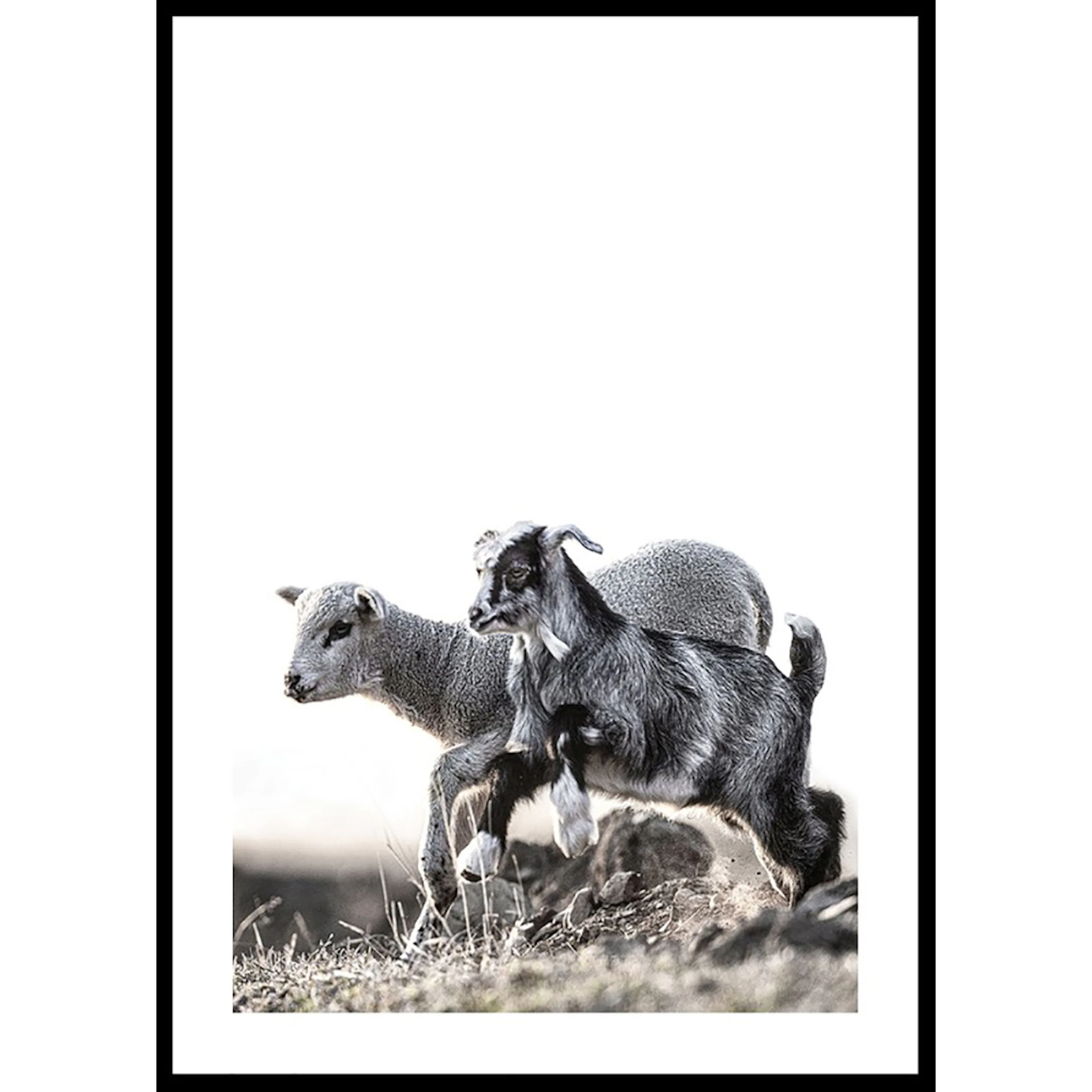 Poster Gallerix Kid And Lamb