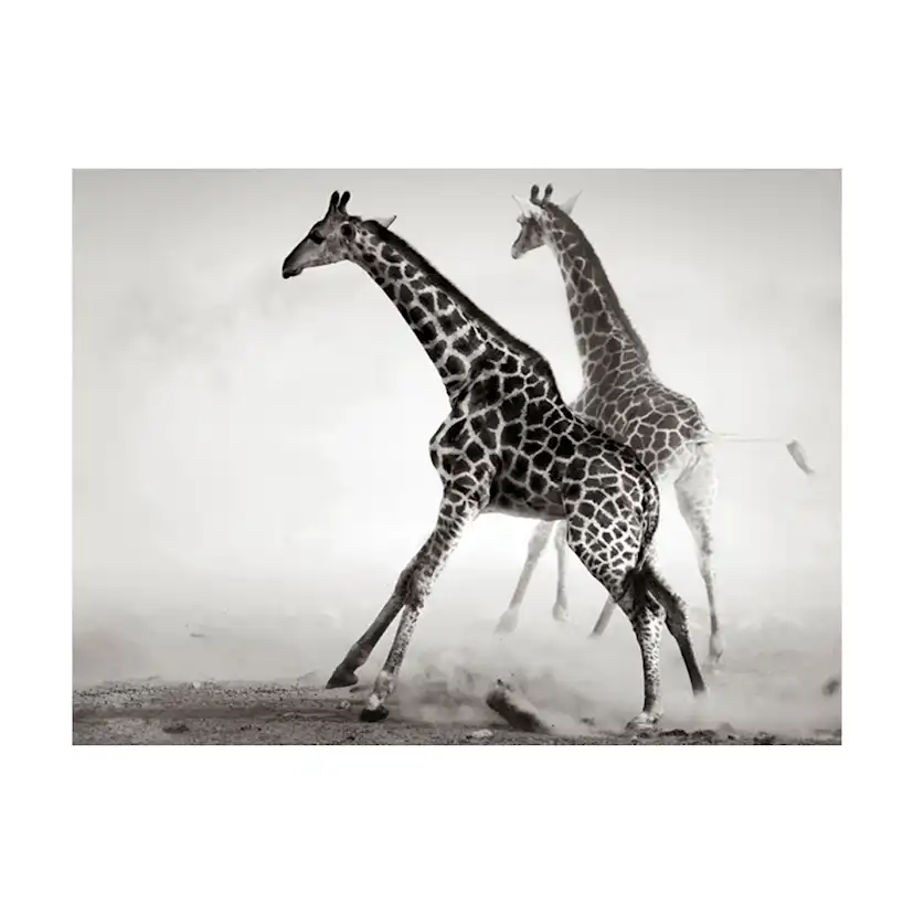 Fototapet Arkiio Giraffer