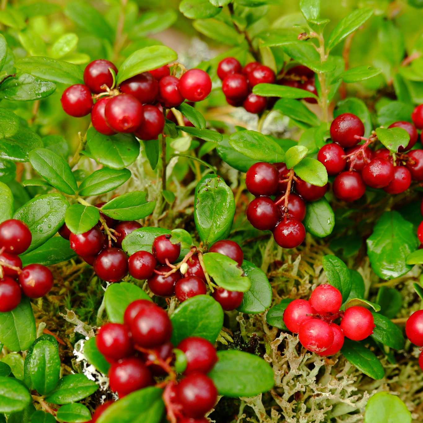 Bärbuske Omnia Garden Vaccinium Vitis-Idaea Balsgård Sussi