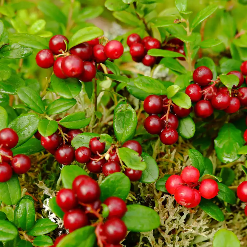 Bärbuske Omnia Garden Vaccinium Vitis-Idaea Balsgård Sussi