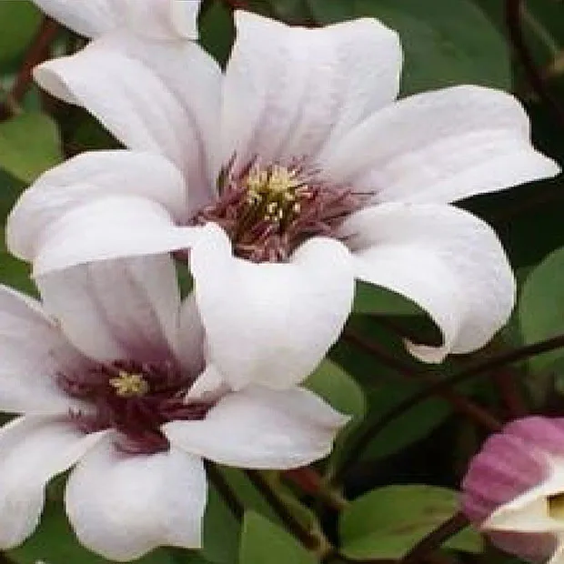 Klätterväxt Texensis Klematis Omnia Garden Princess Kate 40-60 cm