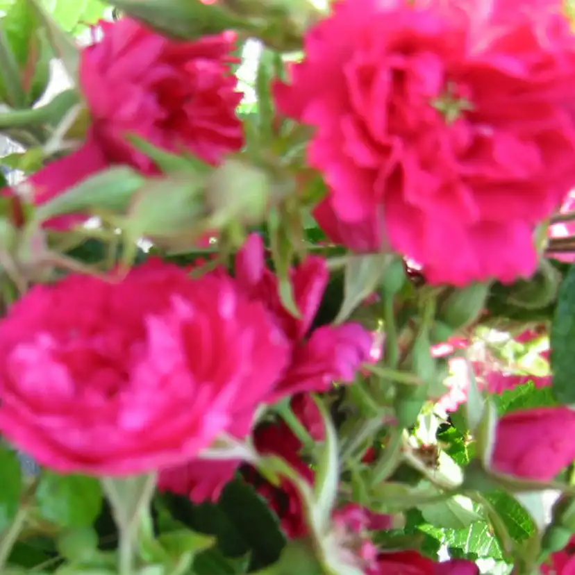 Storblommig Buskros Omnia Garden Fj. Grootendorst