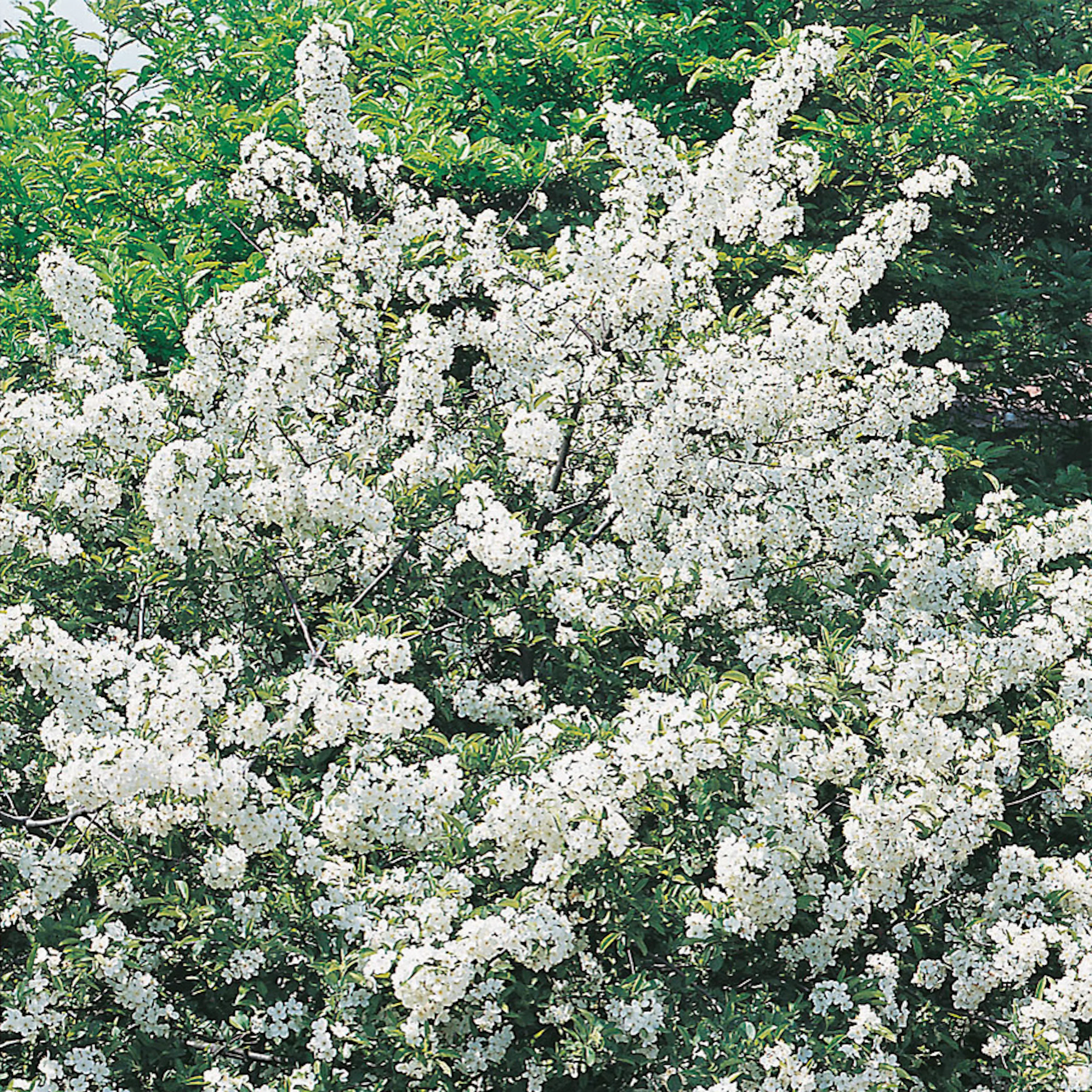 Häck Omnia Garden Bukettapel 30-50 cm