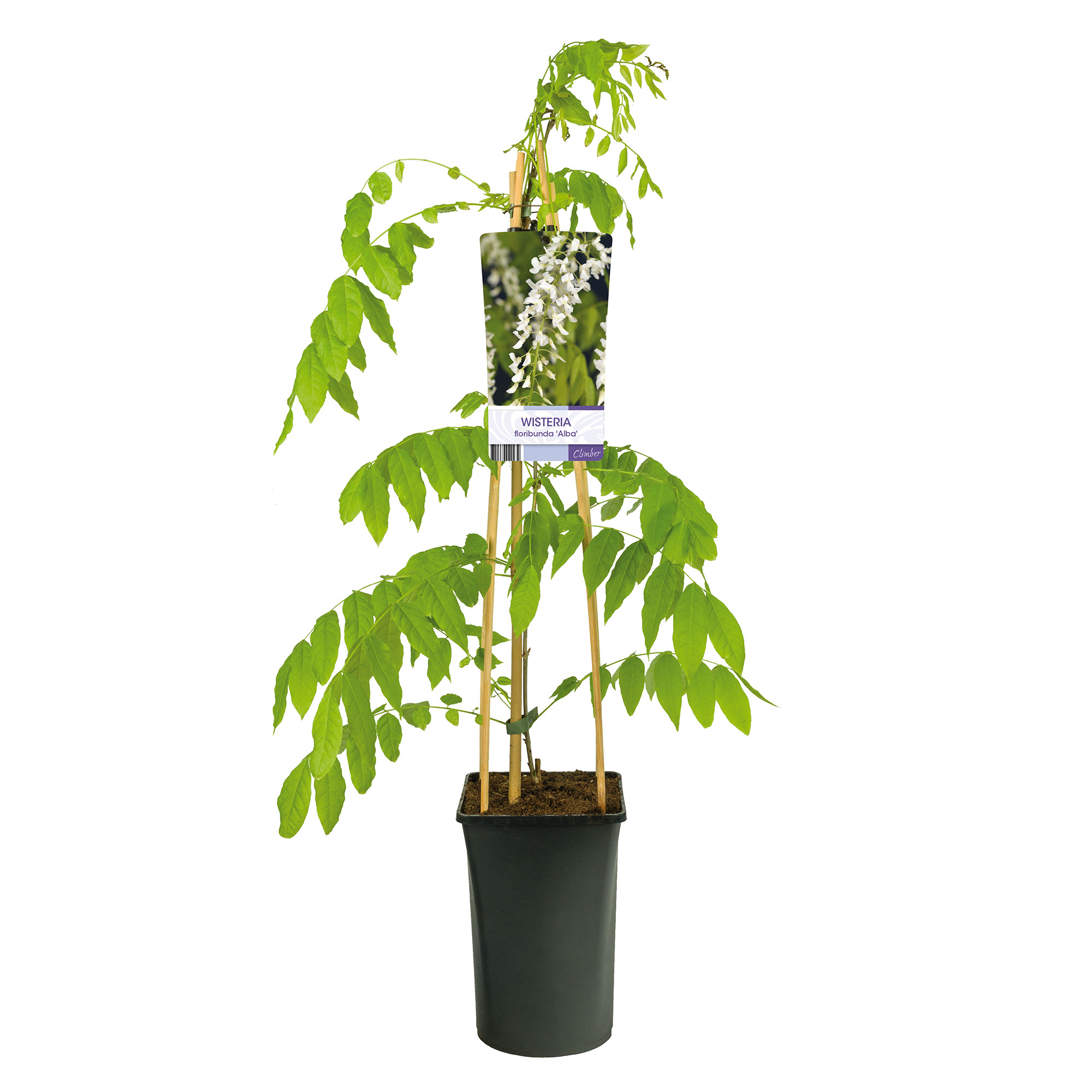 Klätterväxt Blåregn Omnia Garden Alba 40-60 cm