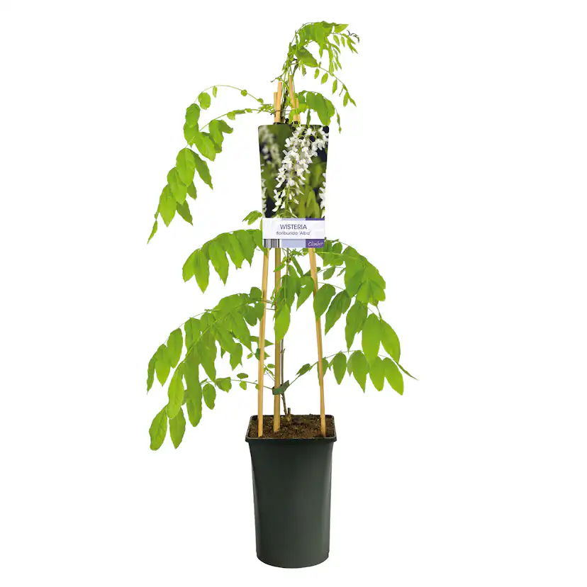 Klätterväxt Blåregn Omnia Garden Alba 40-60 cm