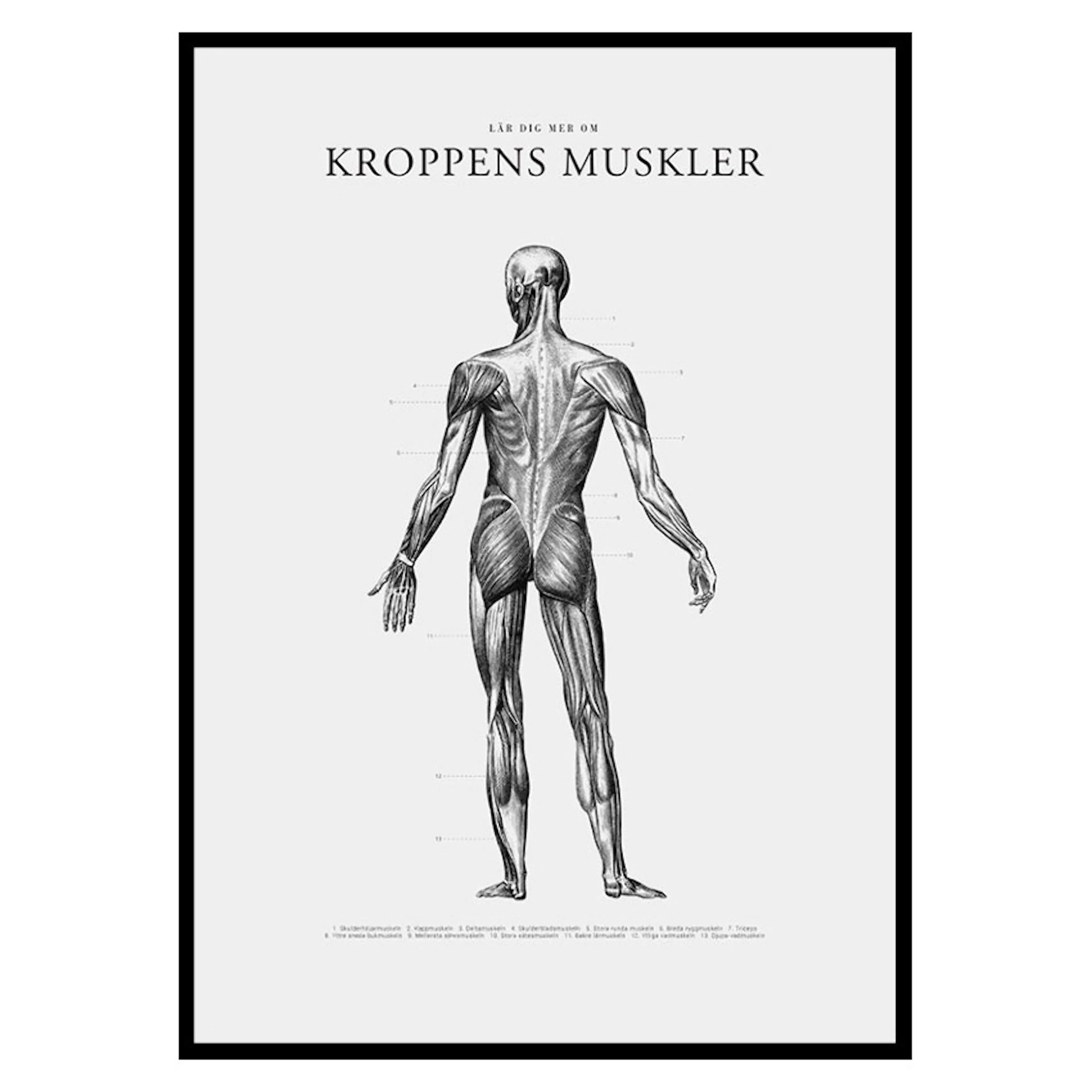 Poster Gallerix Kroppens Muskler Baksida