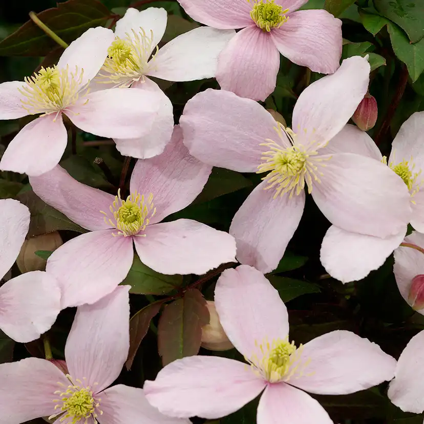 Klätterväxt Röd Bergklematis Omnia Garden 40-60 cm