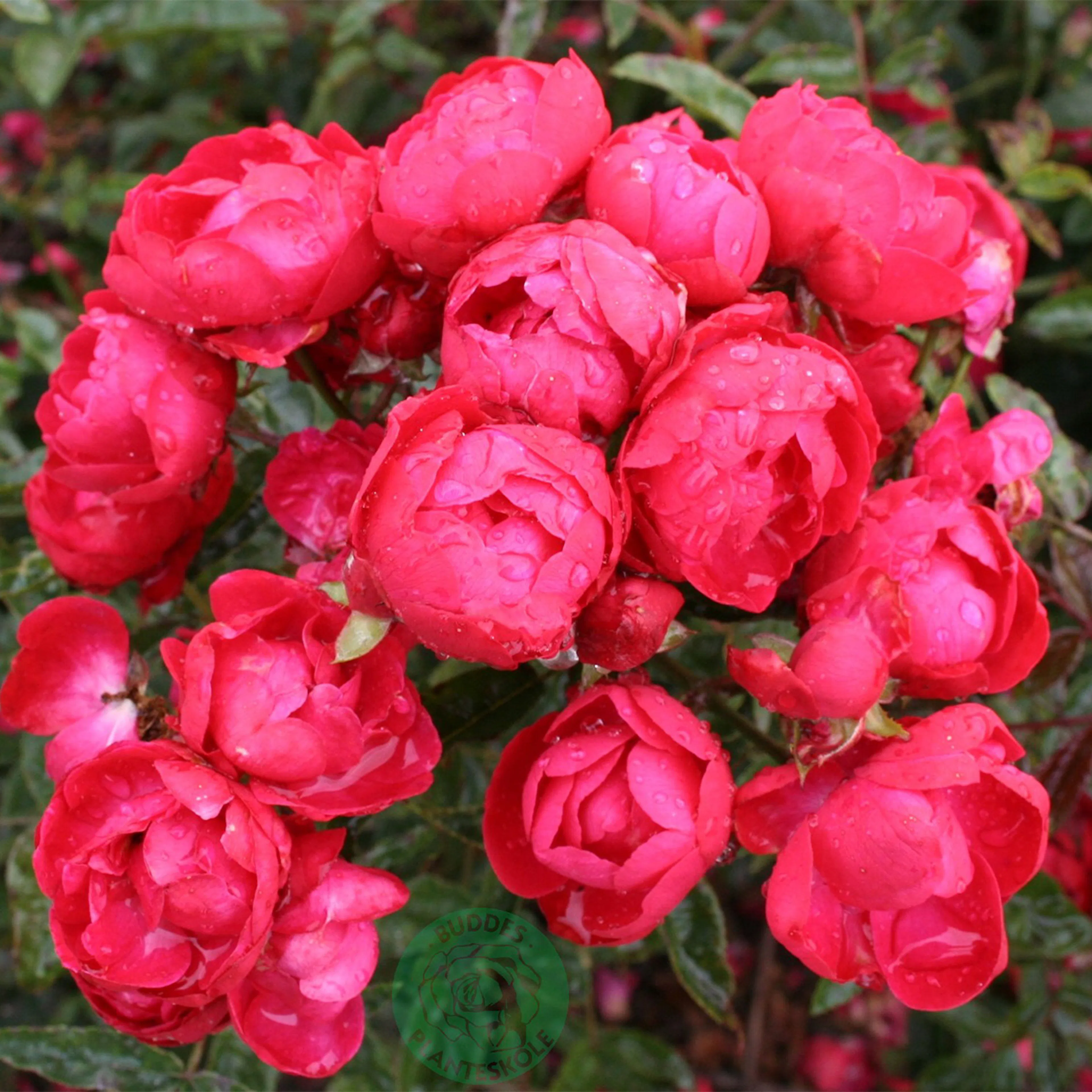 Rosa "Morsdag", 5-pack 5-pack