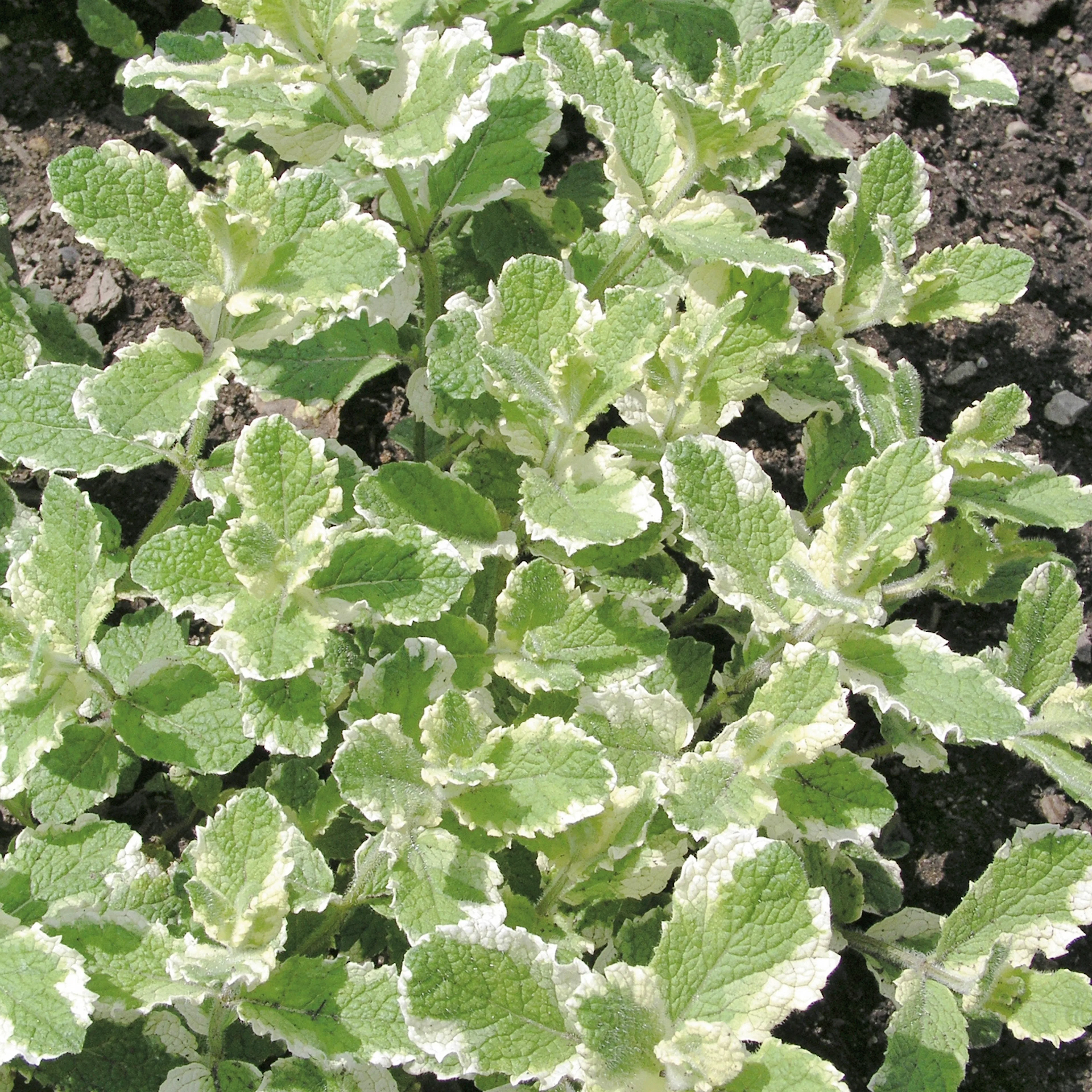 Brokbladig Äppelmynta Omnia Garden Variegata