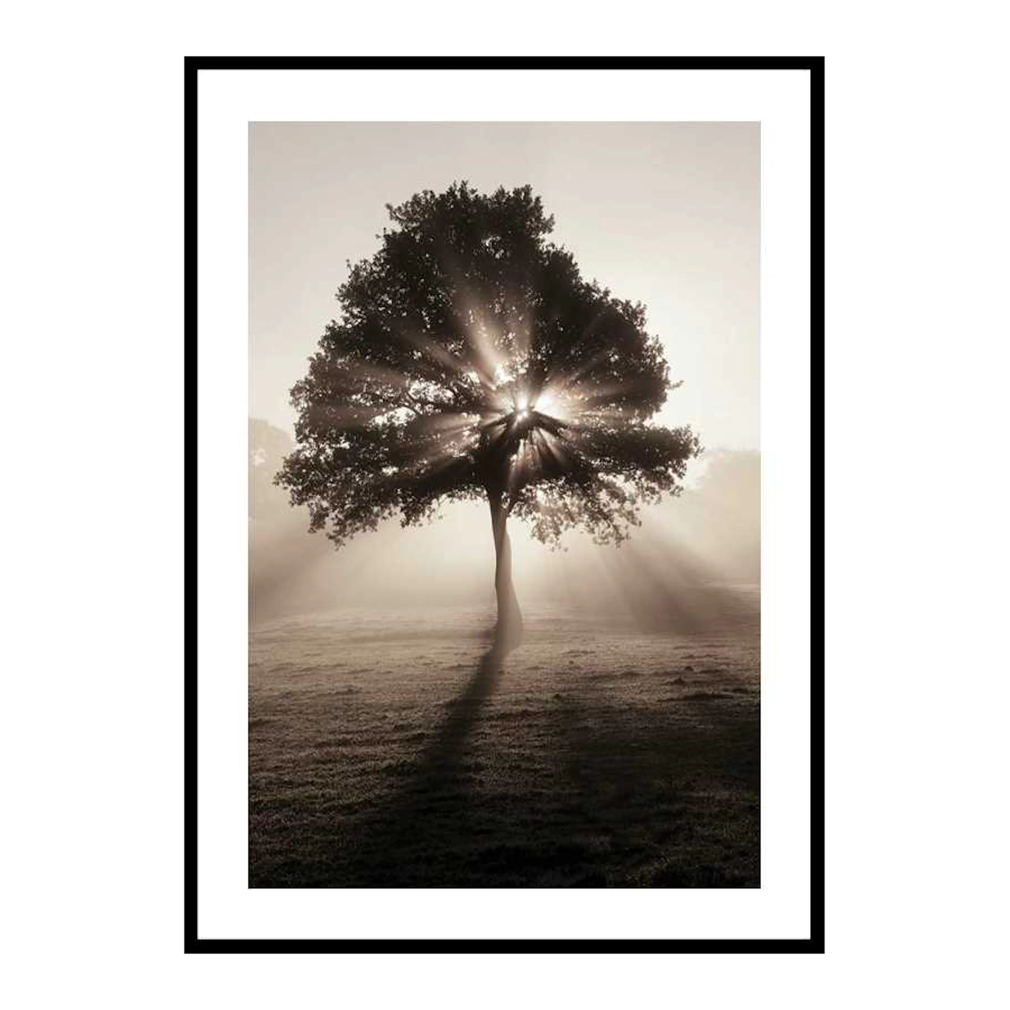 Poster Gallerix Tree In Sunrise