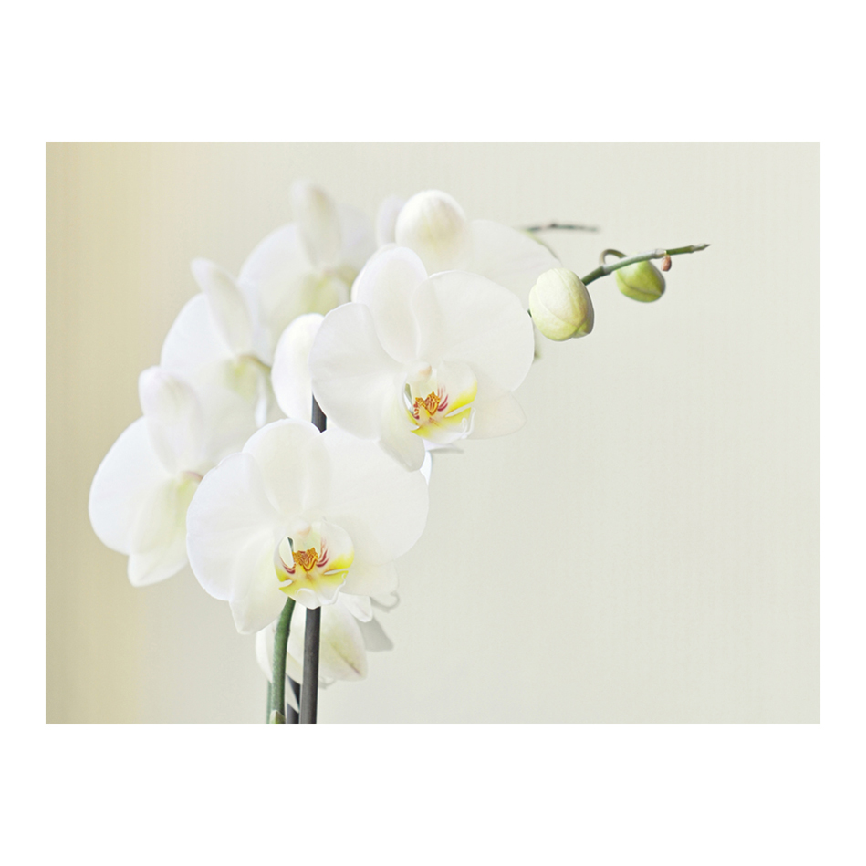 Fototapet Arkiio Orchidwhite