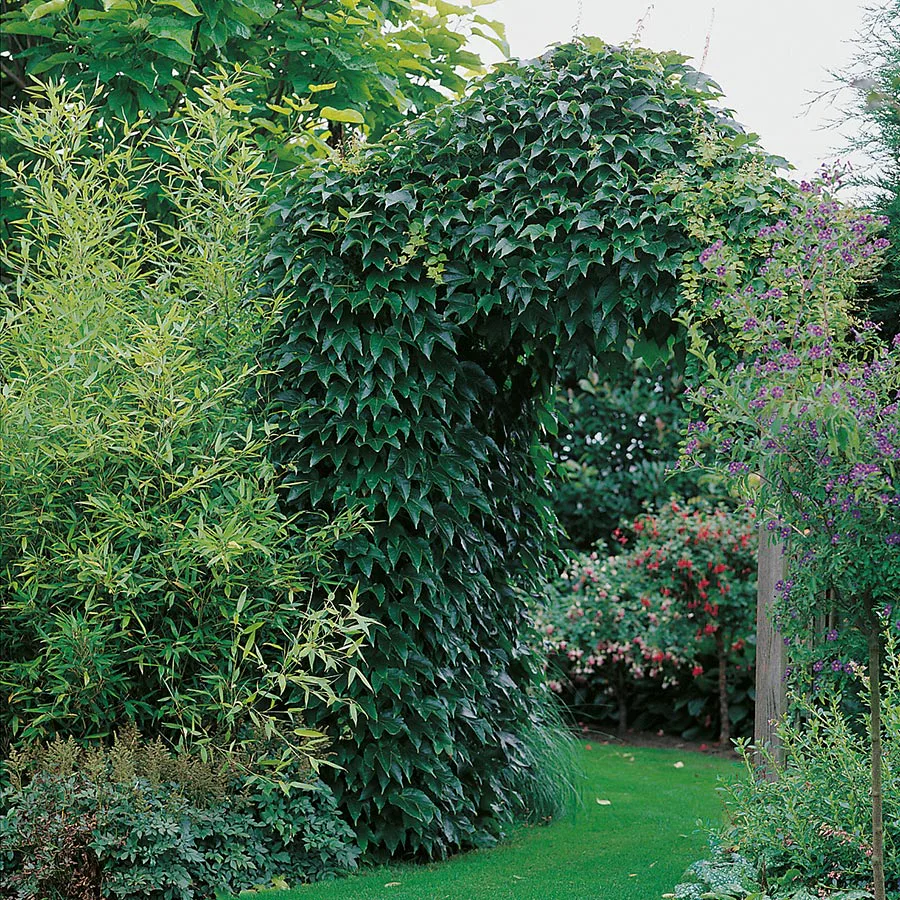 Klätterväxt Engelmannsvin Omnia Garden 40-60 cm