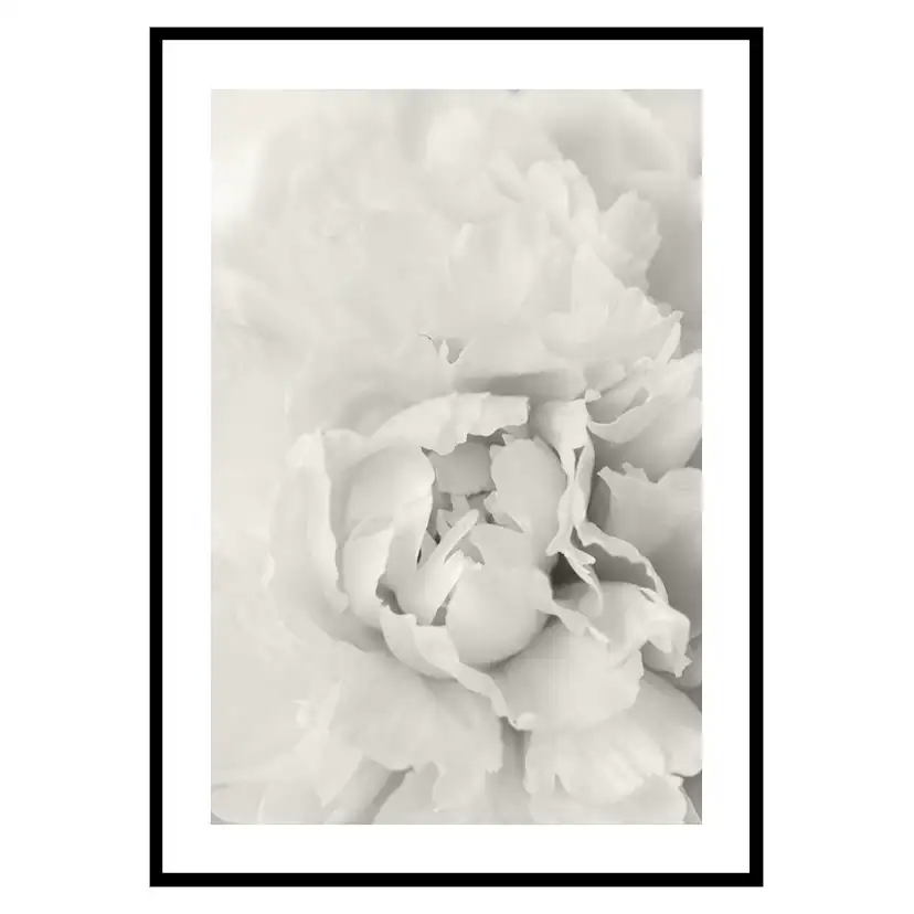 Poster Gallerix White Rose No1