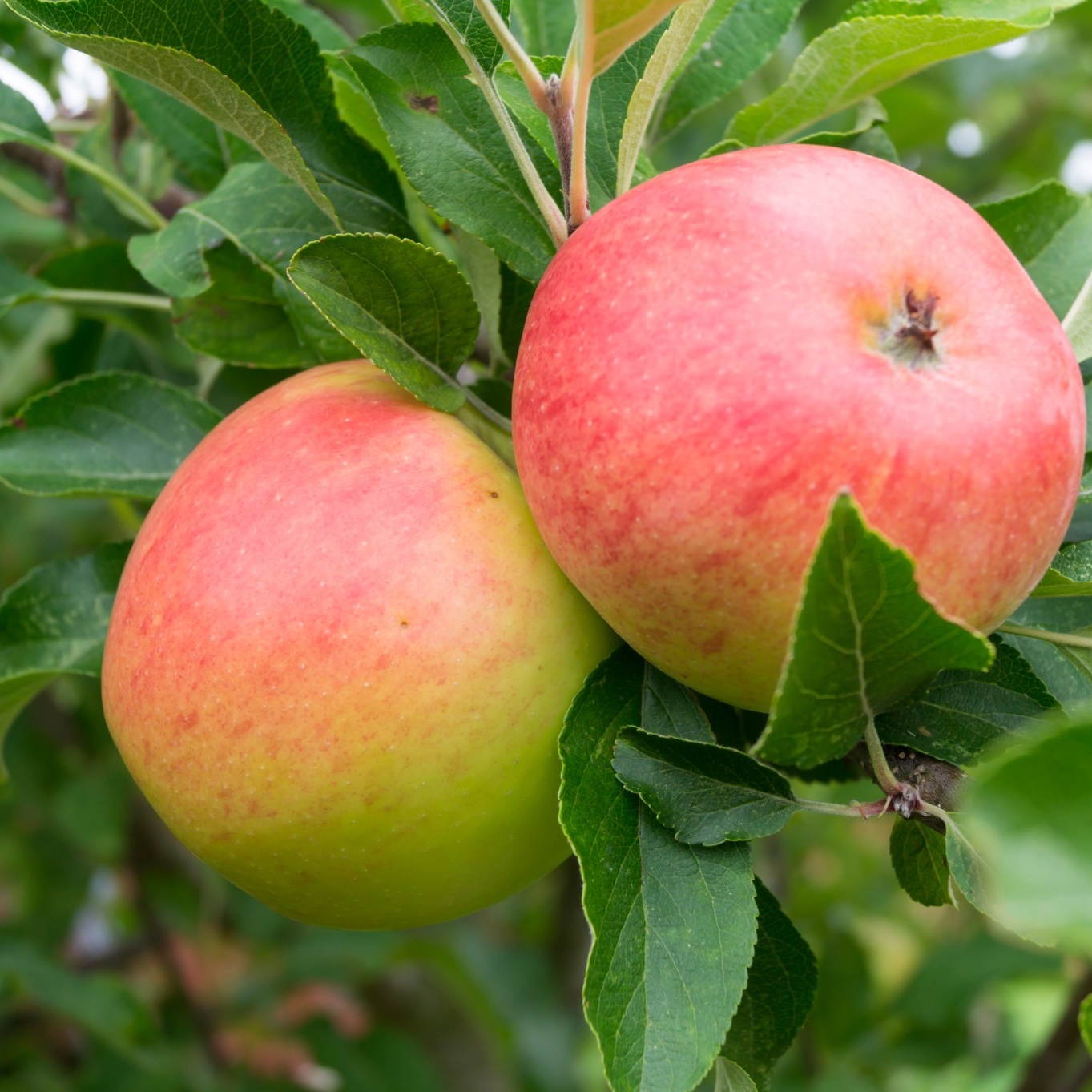 Äppelträd Omnia Garden Malus Domestica Rubinola