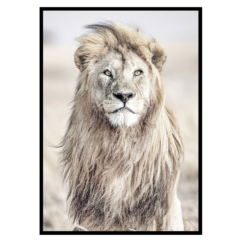 Poster Gallerix Majestic Lion Color
