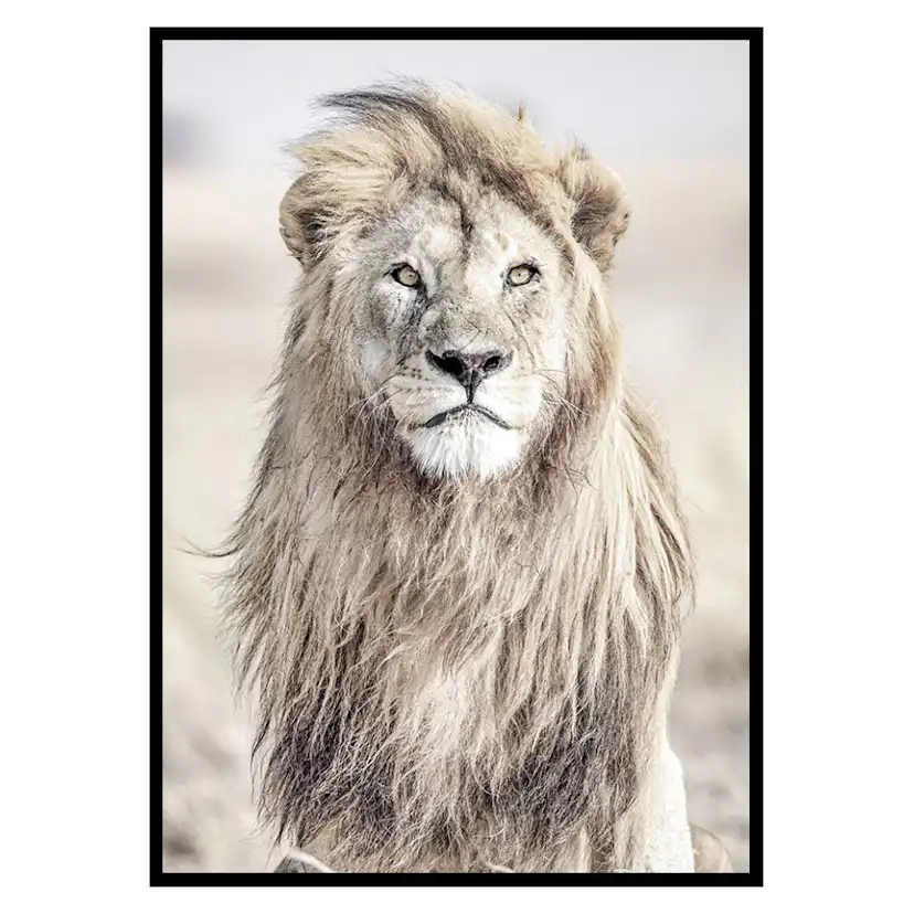 Poster Gallerix Majestic Lion Color