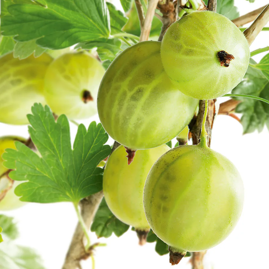 Buske Gröna Krusbär Omnia Garden 50-60 cm