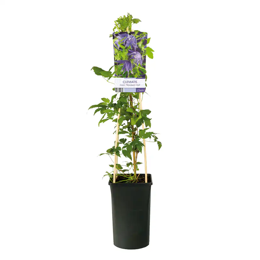 Klätterväxt Atragene Klematis Omnia Garden Maidwell Hall 40-60 cm