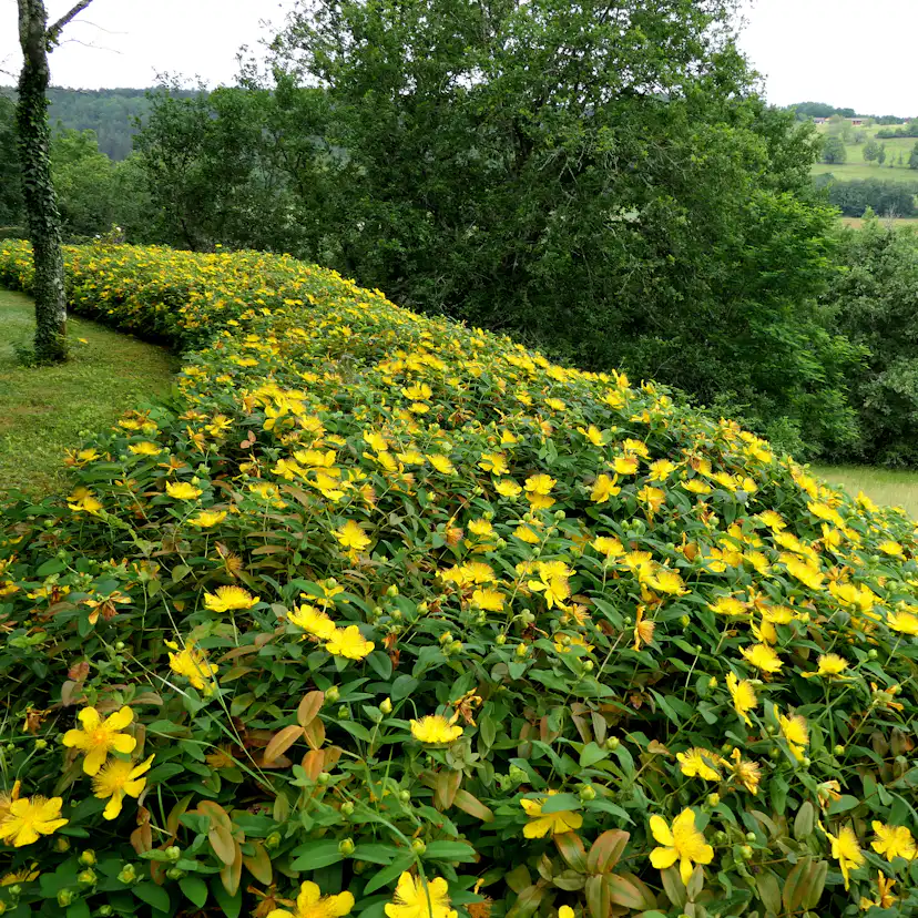 Planta Omnia Garden Prakthypericum