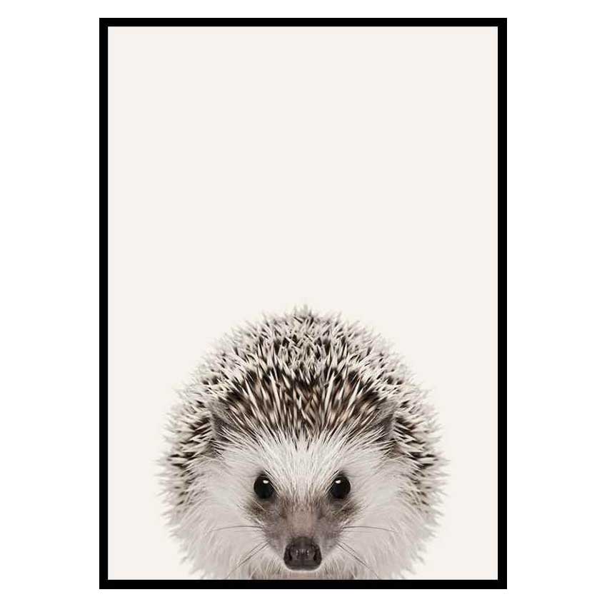 Poster Gallerix Baby Hedgehog