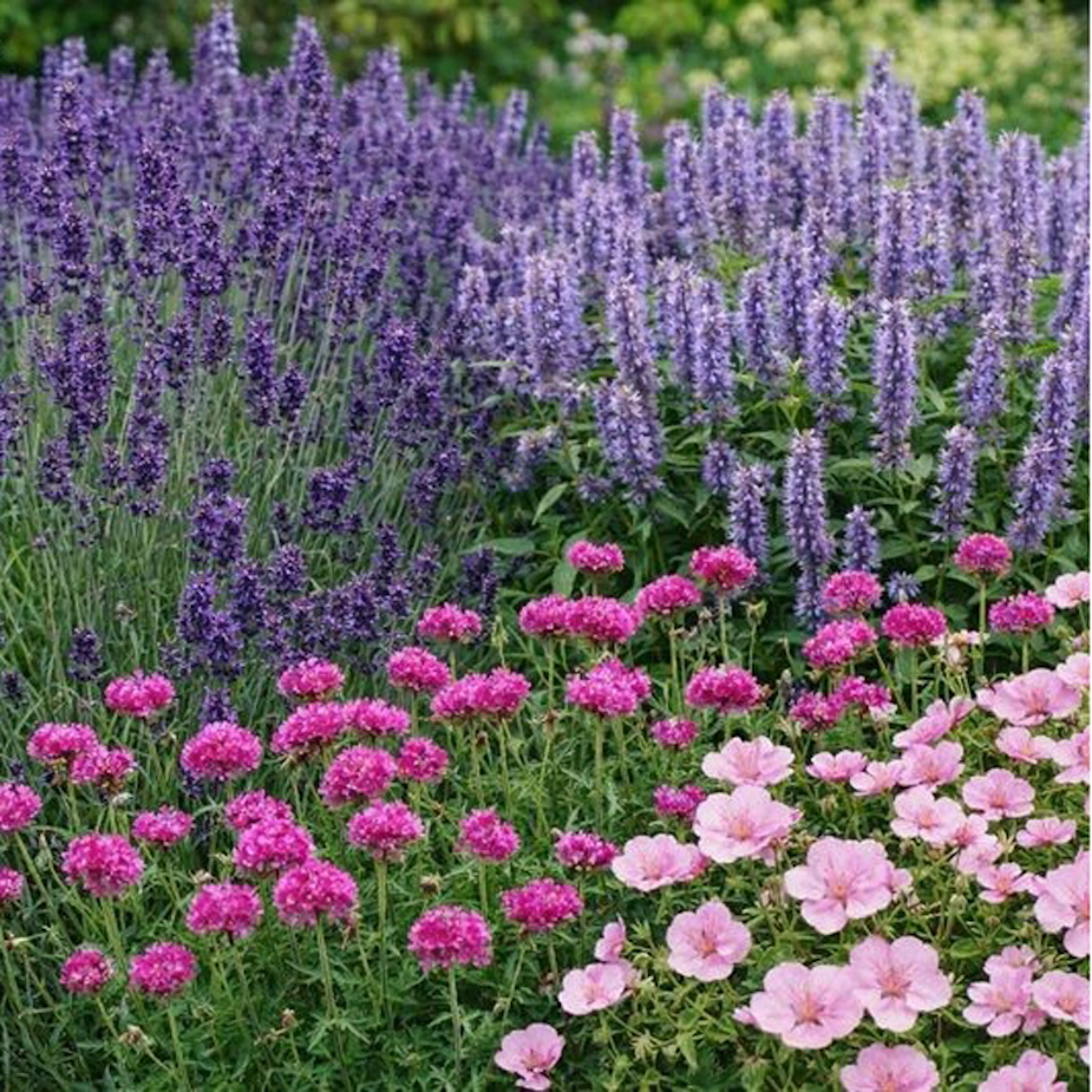 Perenn Omnia Garden Perennpaket Sommarkänsla