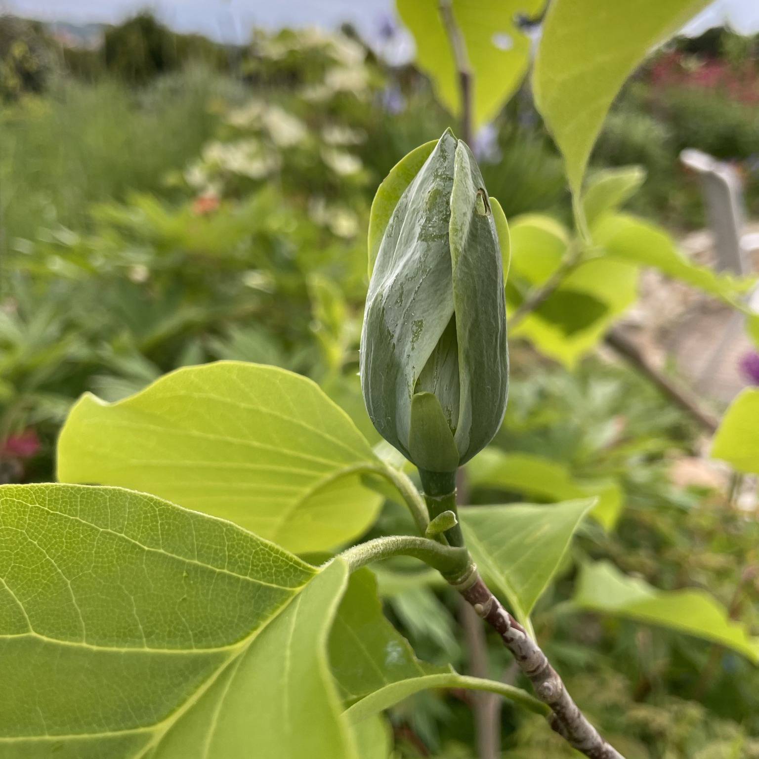 Prydnadsträd Omnia Garden Poppelmagnolia Blue Opal 80-100 cm