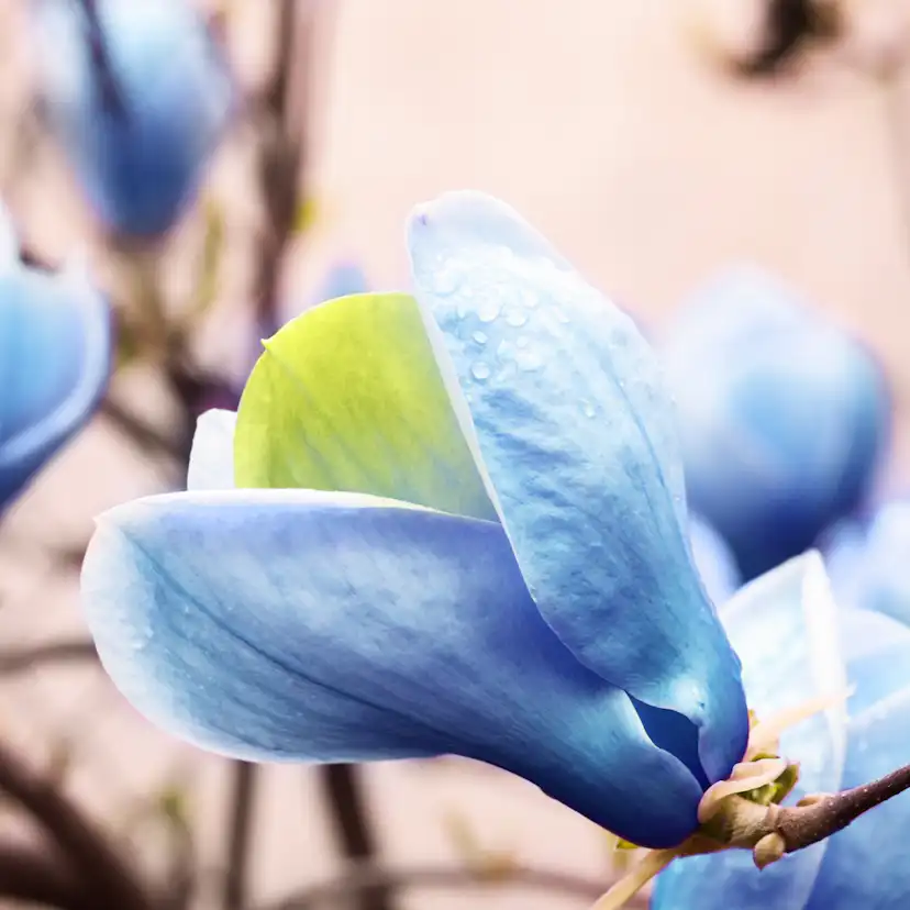 Prydnadsträd Omnia Garden Poppelmagnolia Blue Opal 80-100 cm