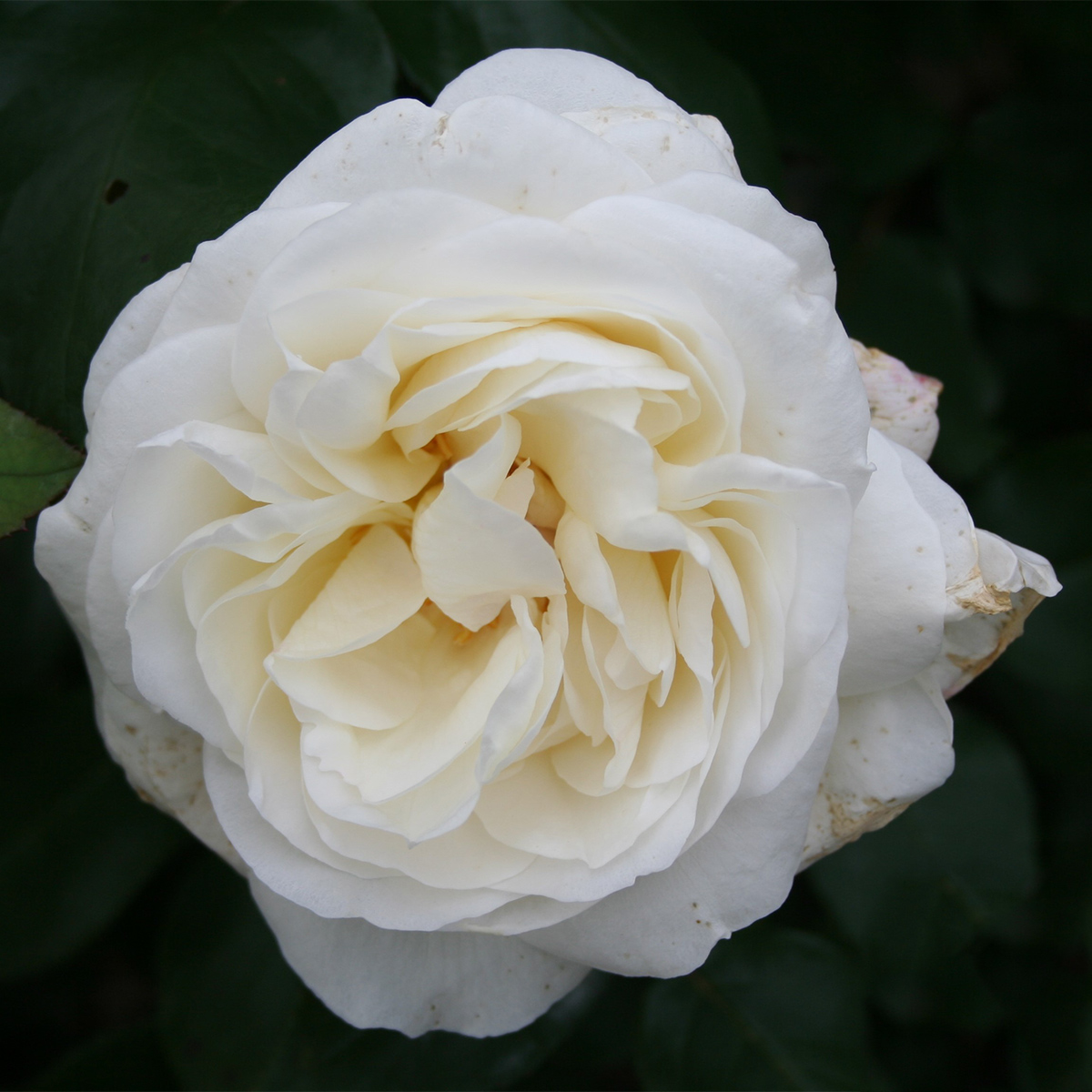 Storblommig Rabattros Omnia Garden Claus Dalby