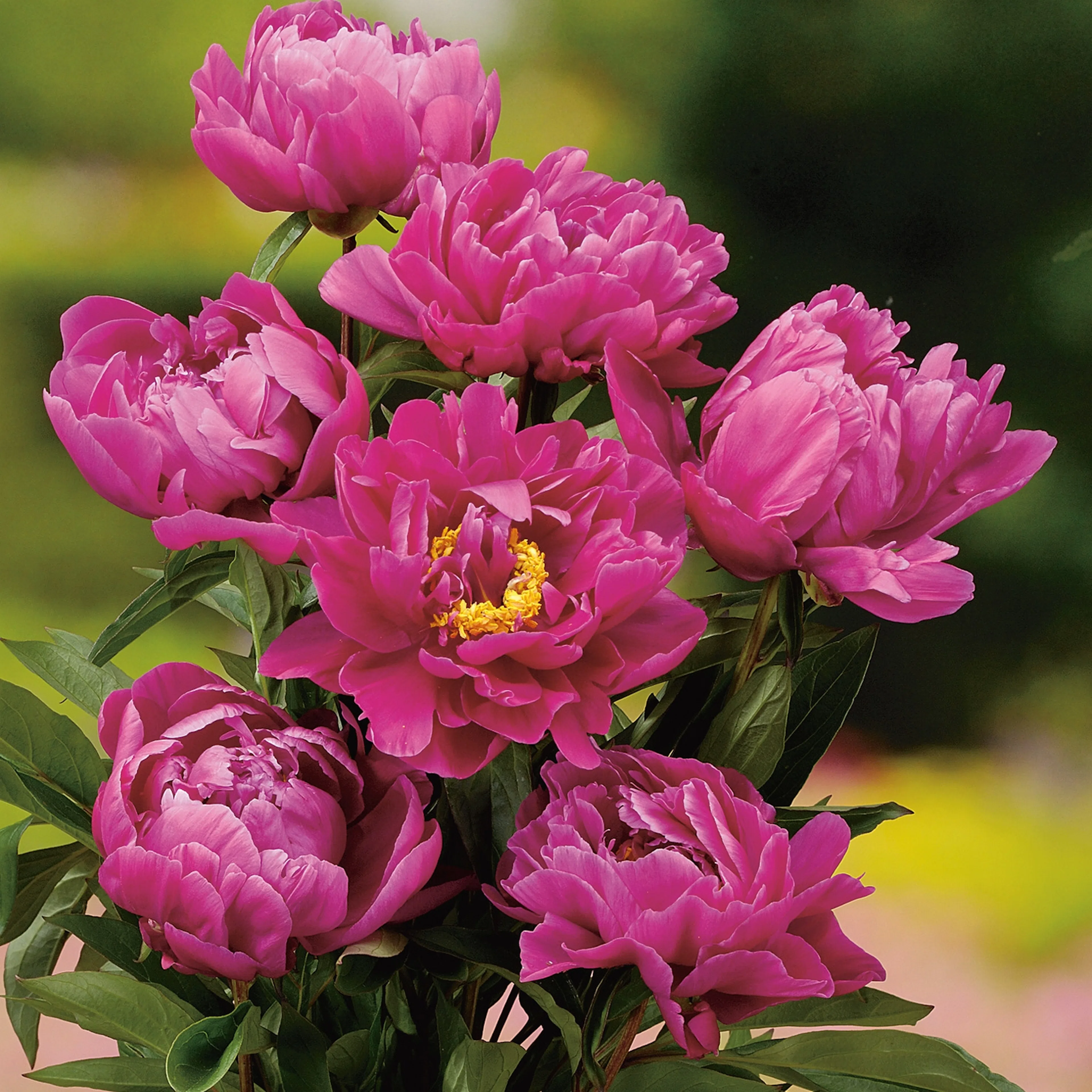 Paeonia lactiflora 'Karl Rosenfield', 2L 1-pack