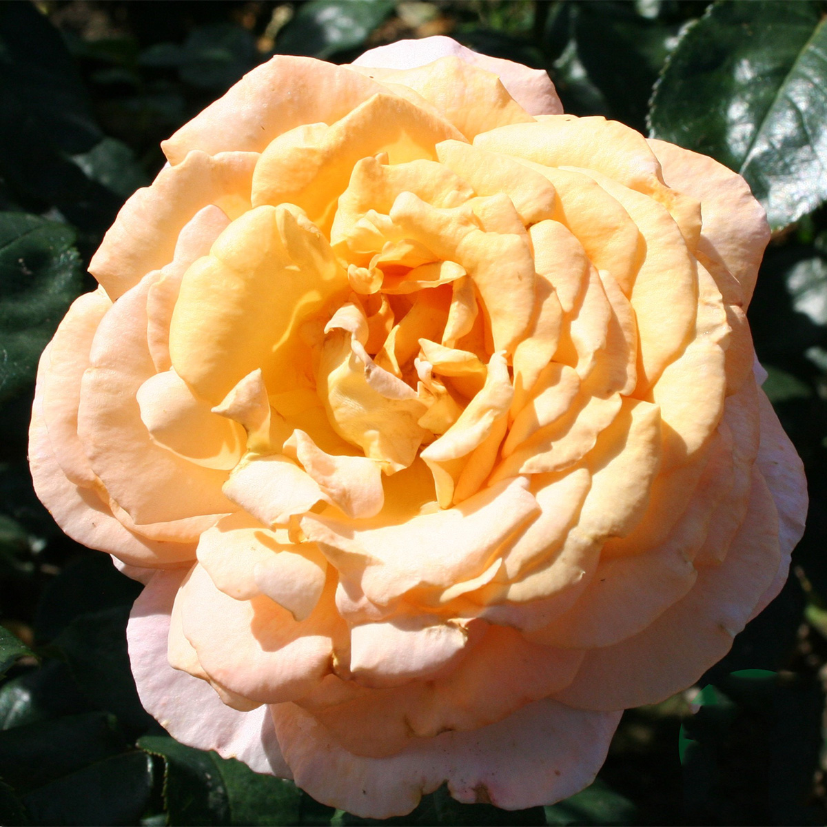 Storblommig Rabattros Omnia Garden Bitten Clausen