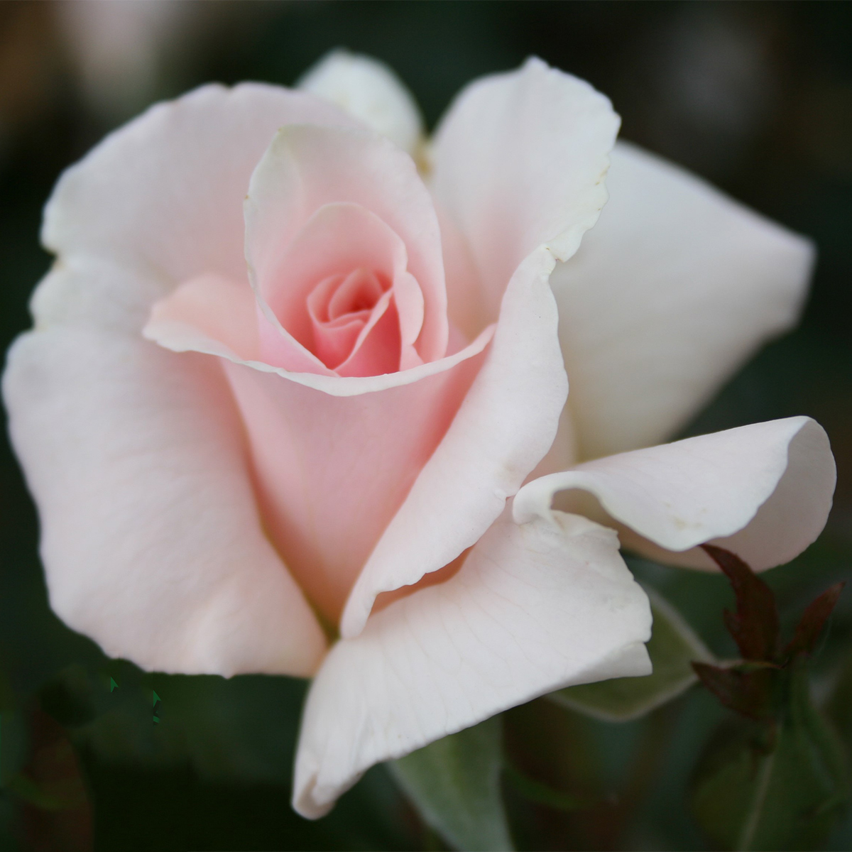 Storblommig Rabattros Omnia Garden A Whiter Shade of Pale