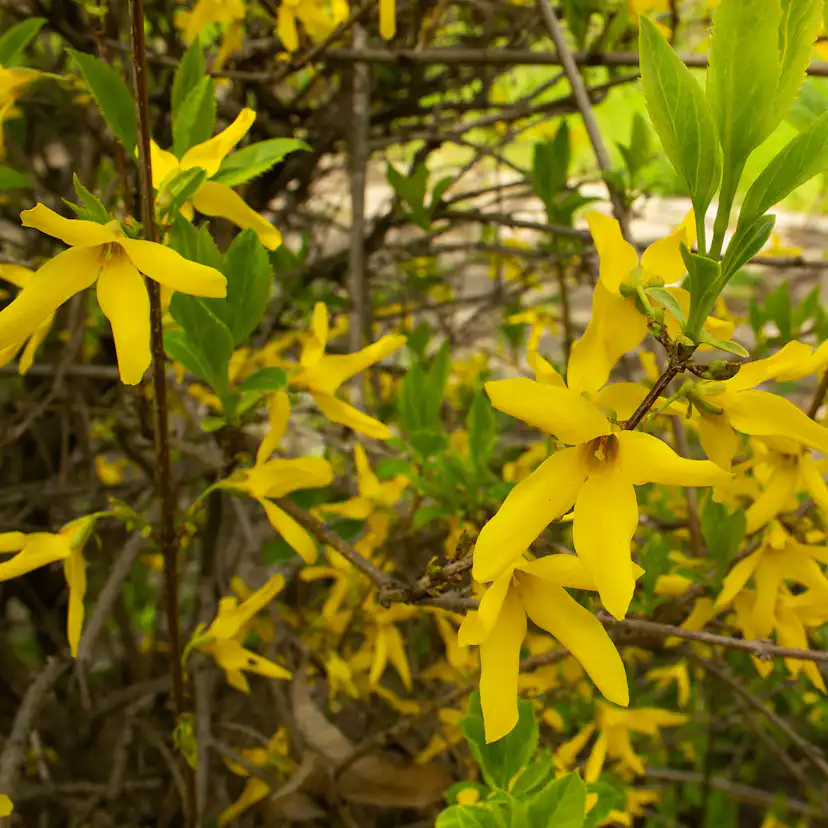 Prydnadsbuske Omnia Garden Prydnadsbuske Hybridforsythia 125-150cm