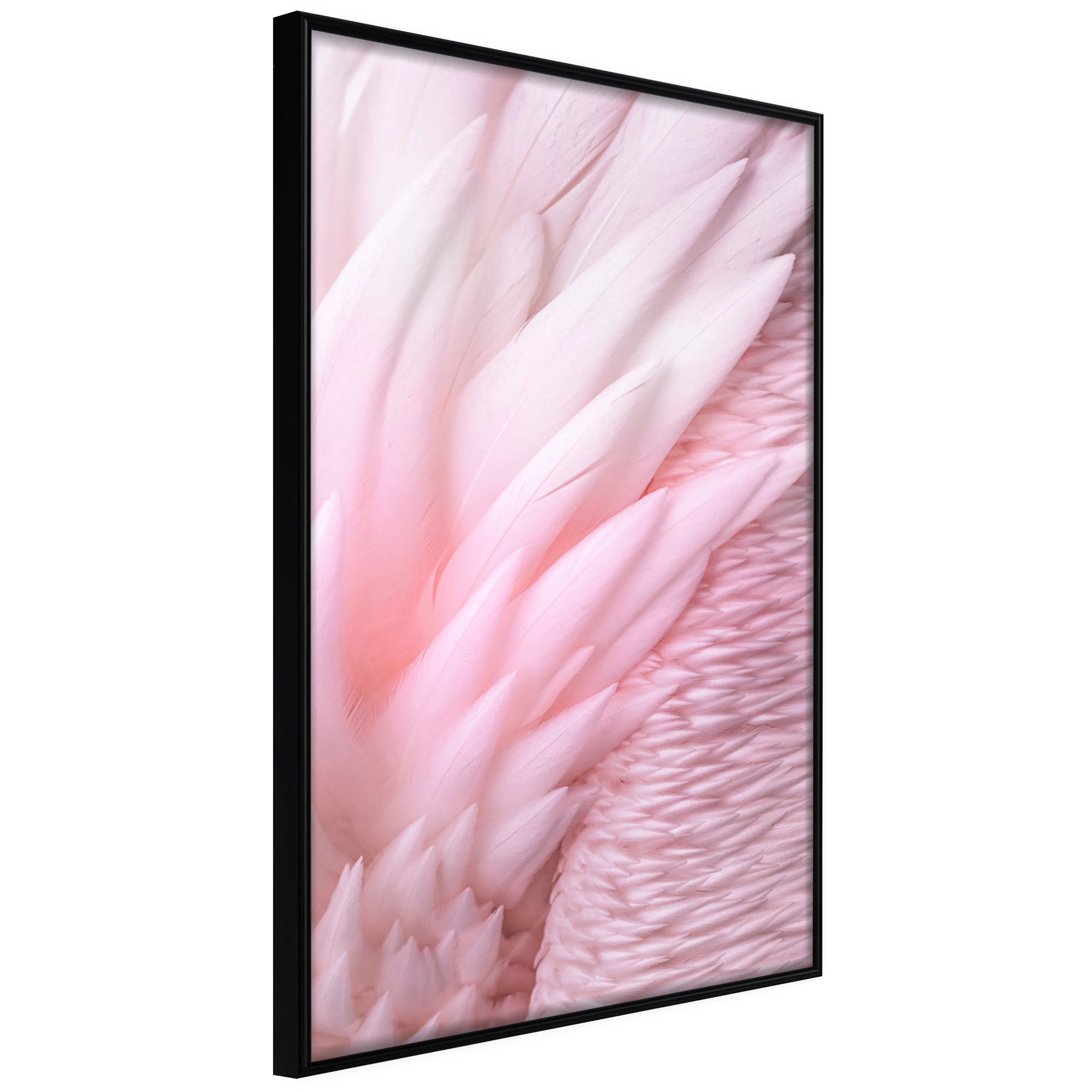 Affisch - Feathers [Poster] 40x60 Svart ram, 40x60 cm