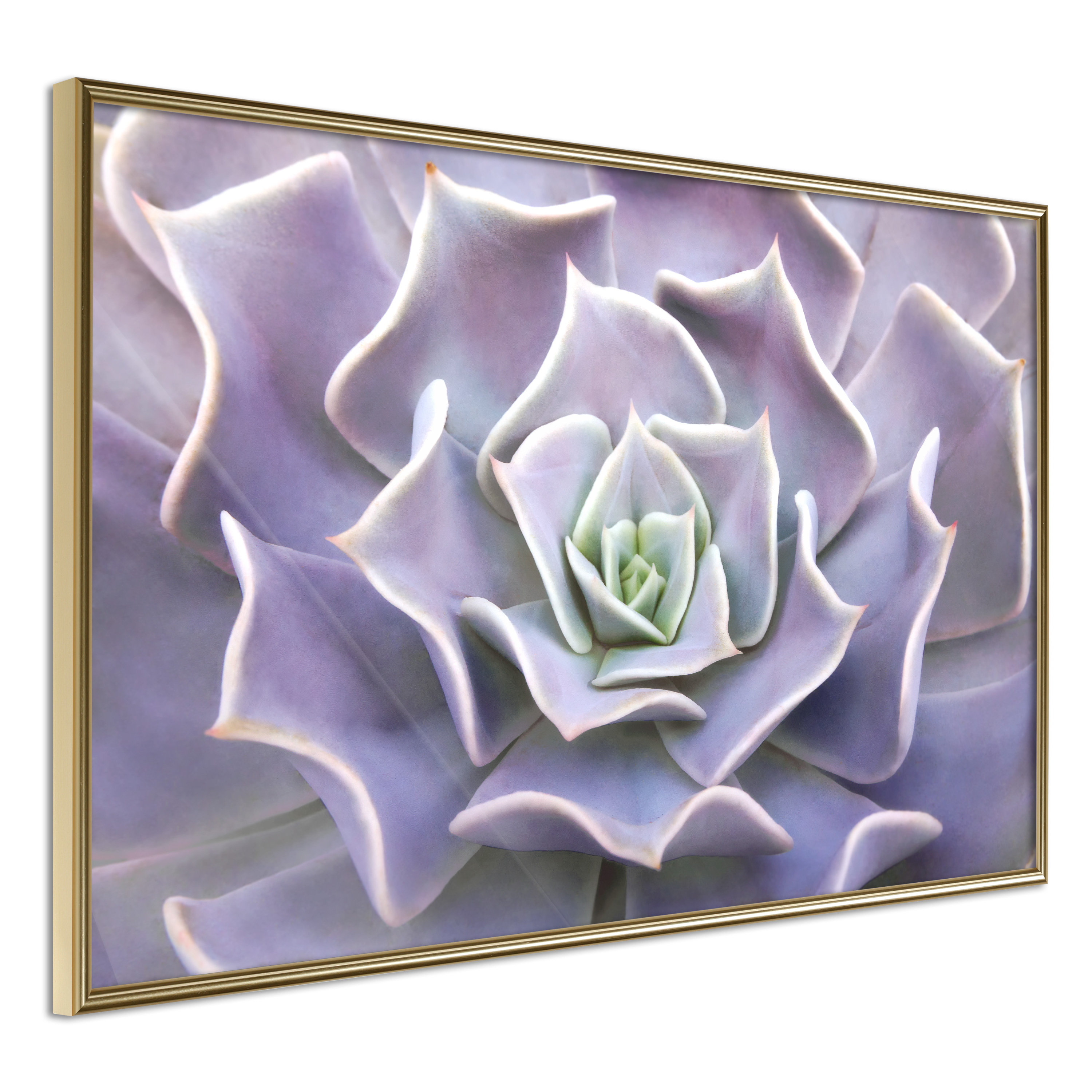Affisch - Purple Succulent [Poster] 60x40 Guld ram, 60x40 cm