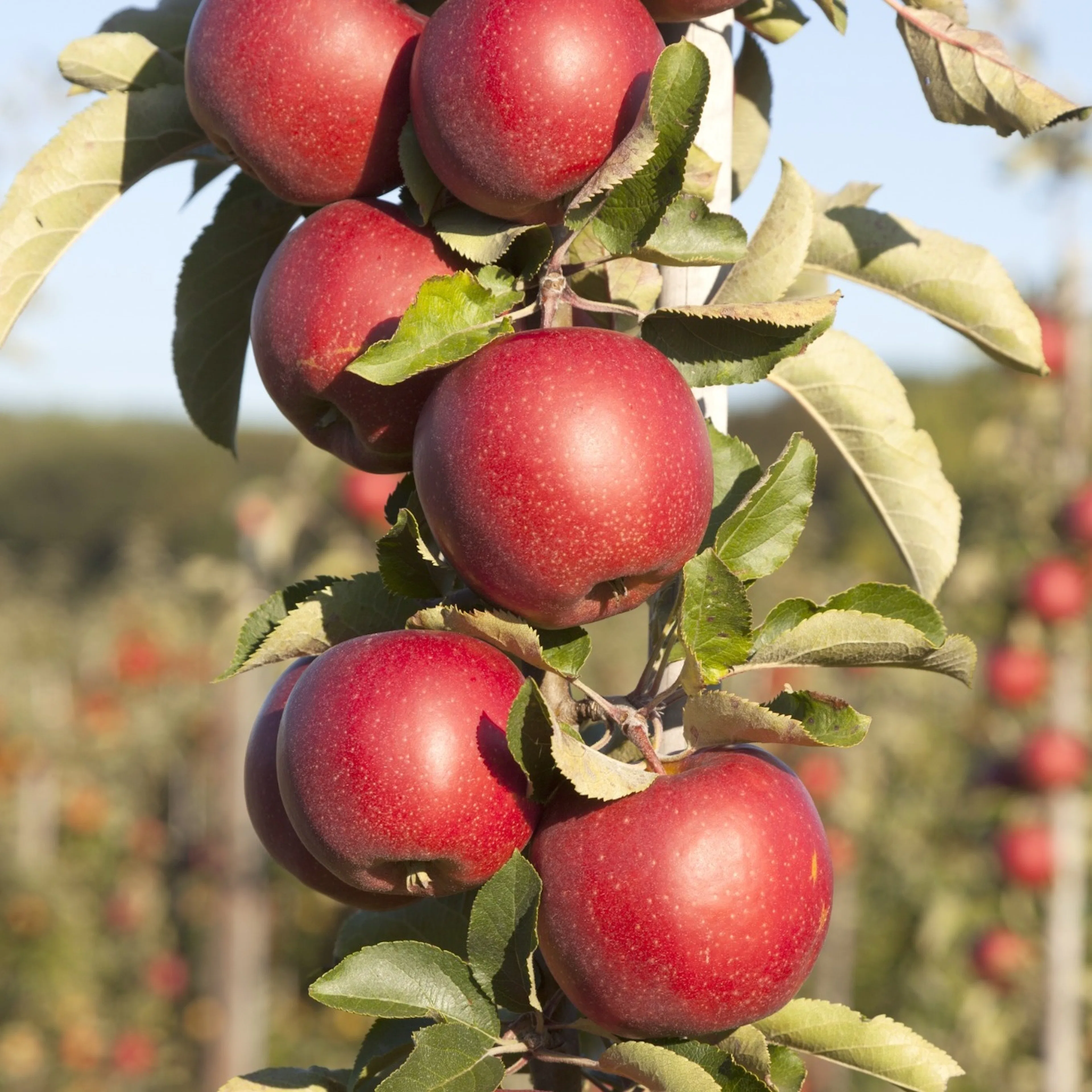 Äppelträd Omnia Garden Malus Domestica Redcats Pelaräpple