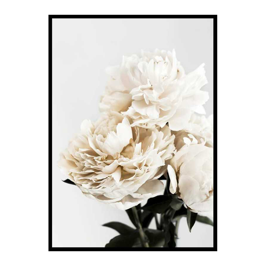 Peonies Closeup 50x70 cm