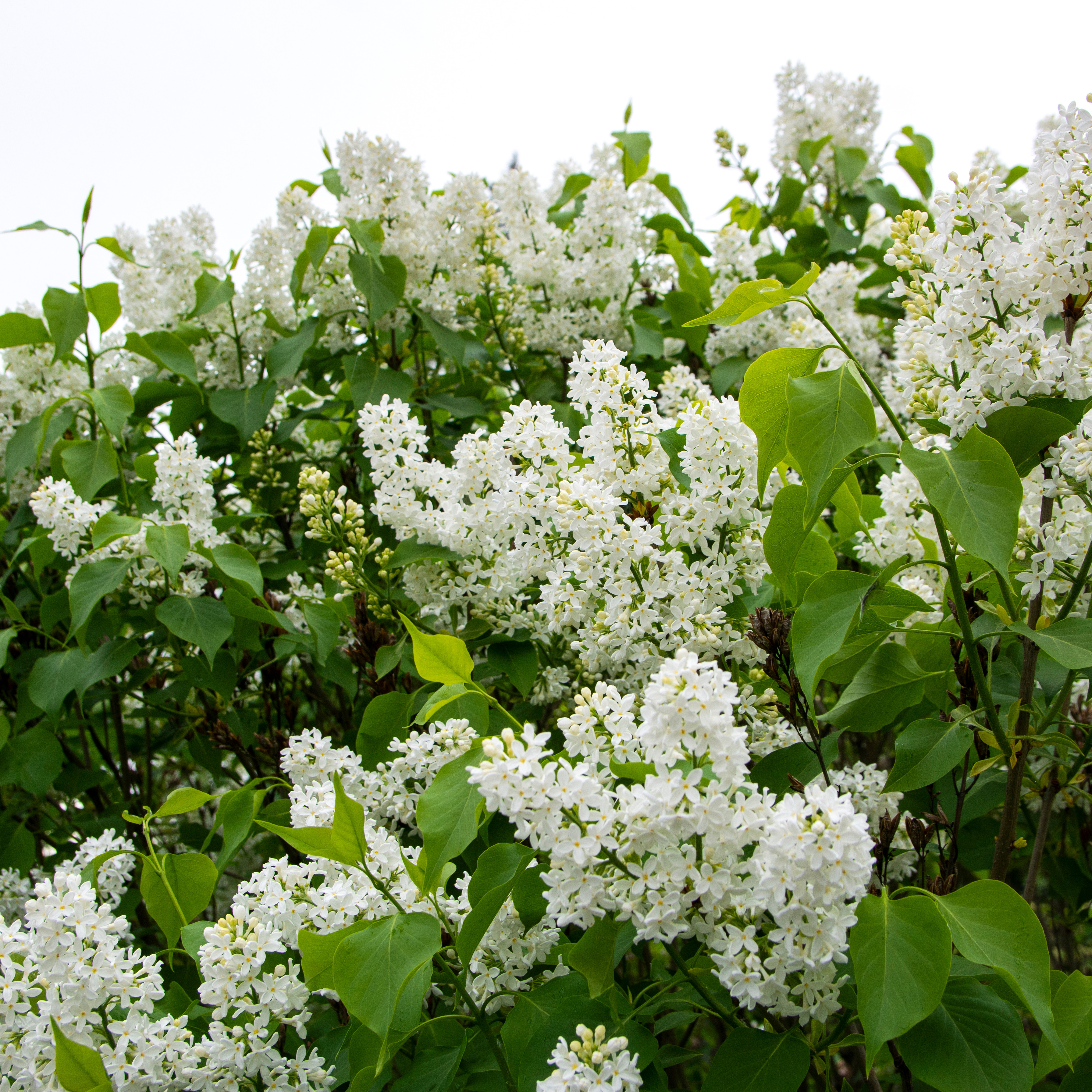 Planta Vit Syrén Omnia Garden 20-40 cm, Krukodlade