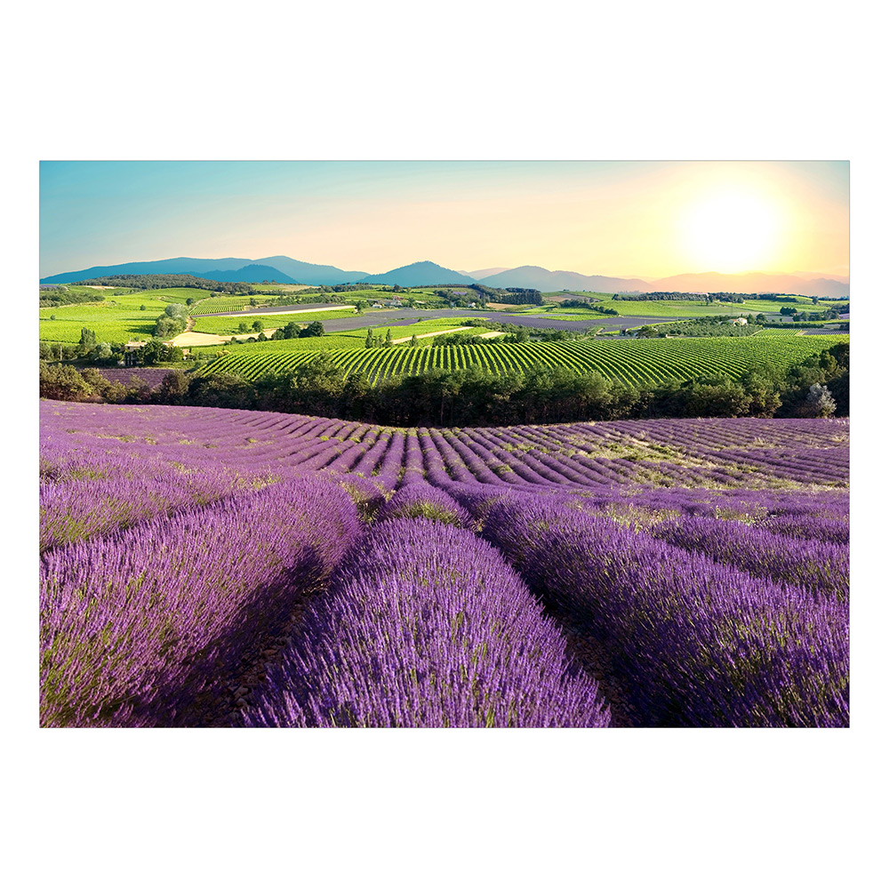Självhäftande fototapet - Lavender Field 294x210 Storlek: 294x210 cm