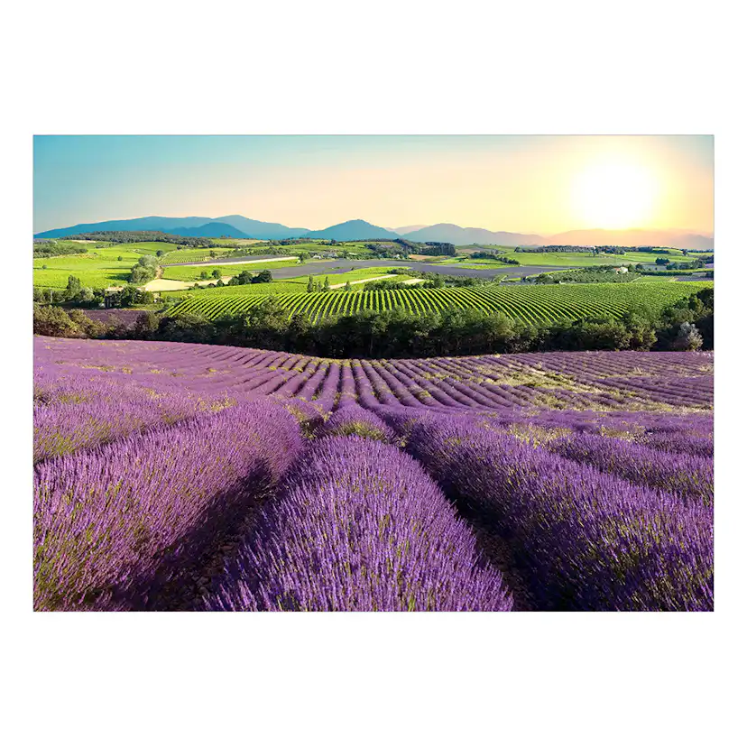 Självhäftande fototapet - Lavender Field 294x210 Storlek: 294x210 cm
