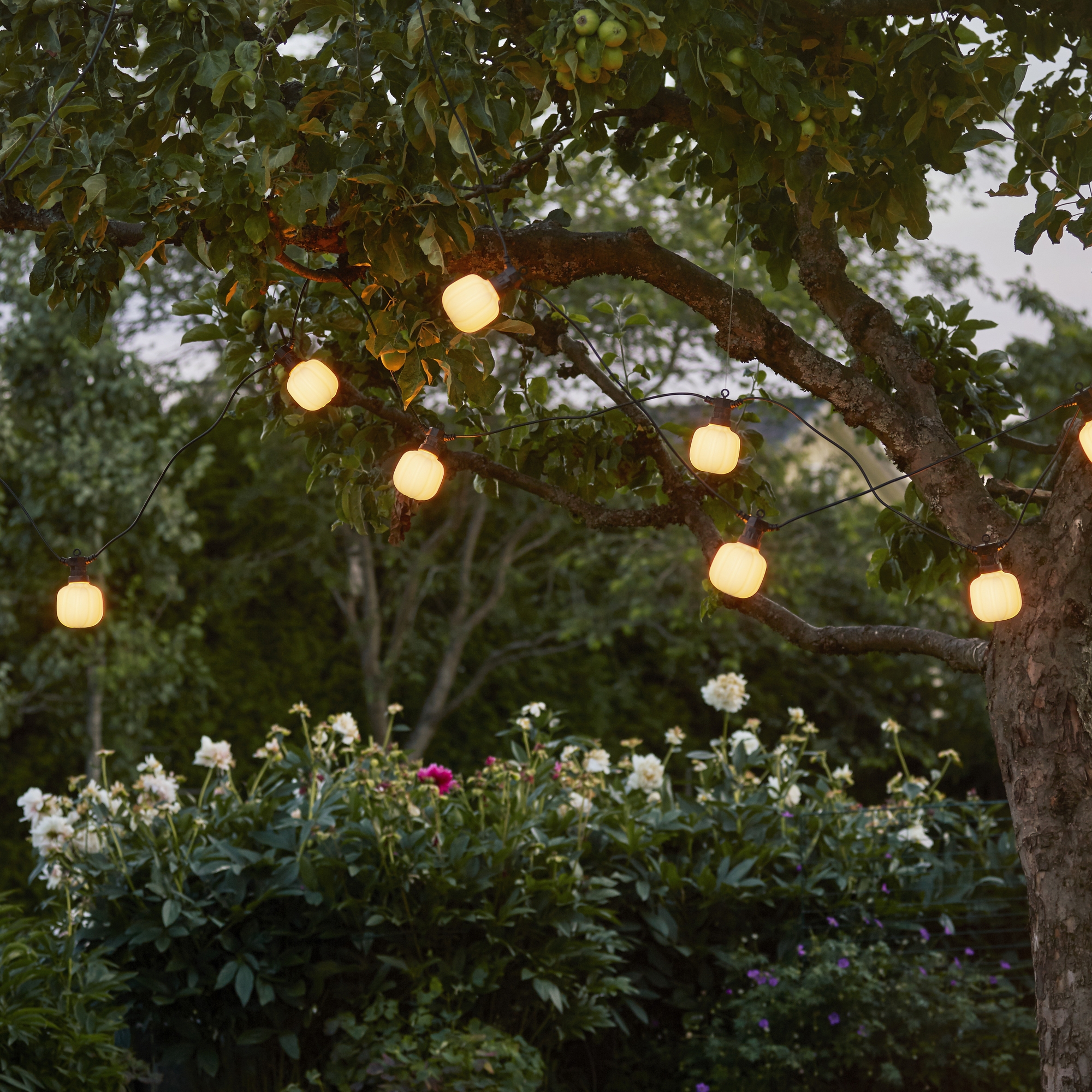 Ljusslinga Star Trading Circus Maxi