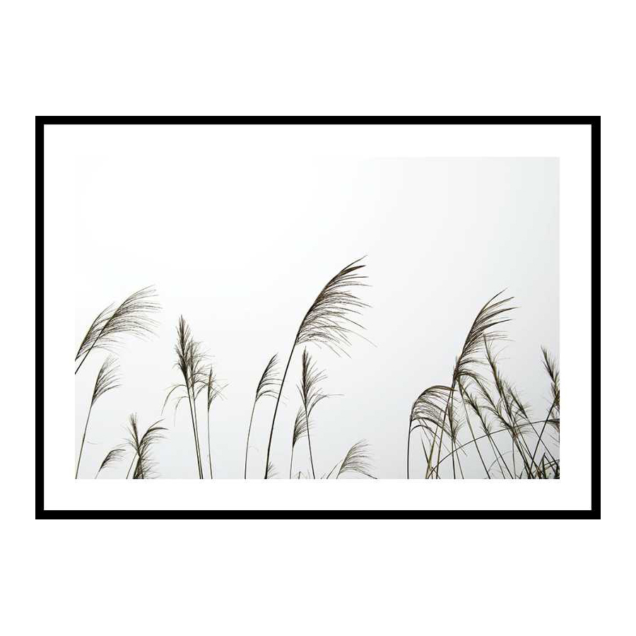 Poster Gallerix Reed Flowers
