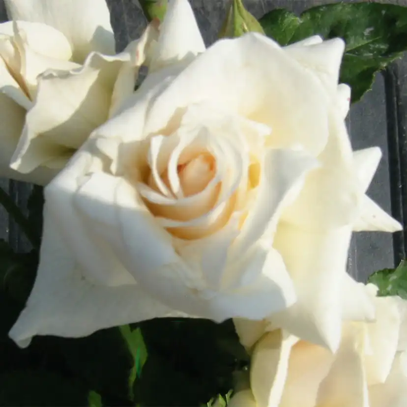 Storblommig Rabattros Omnia Garden Pascali
