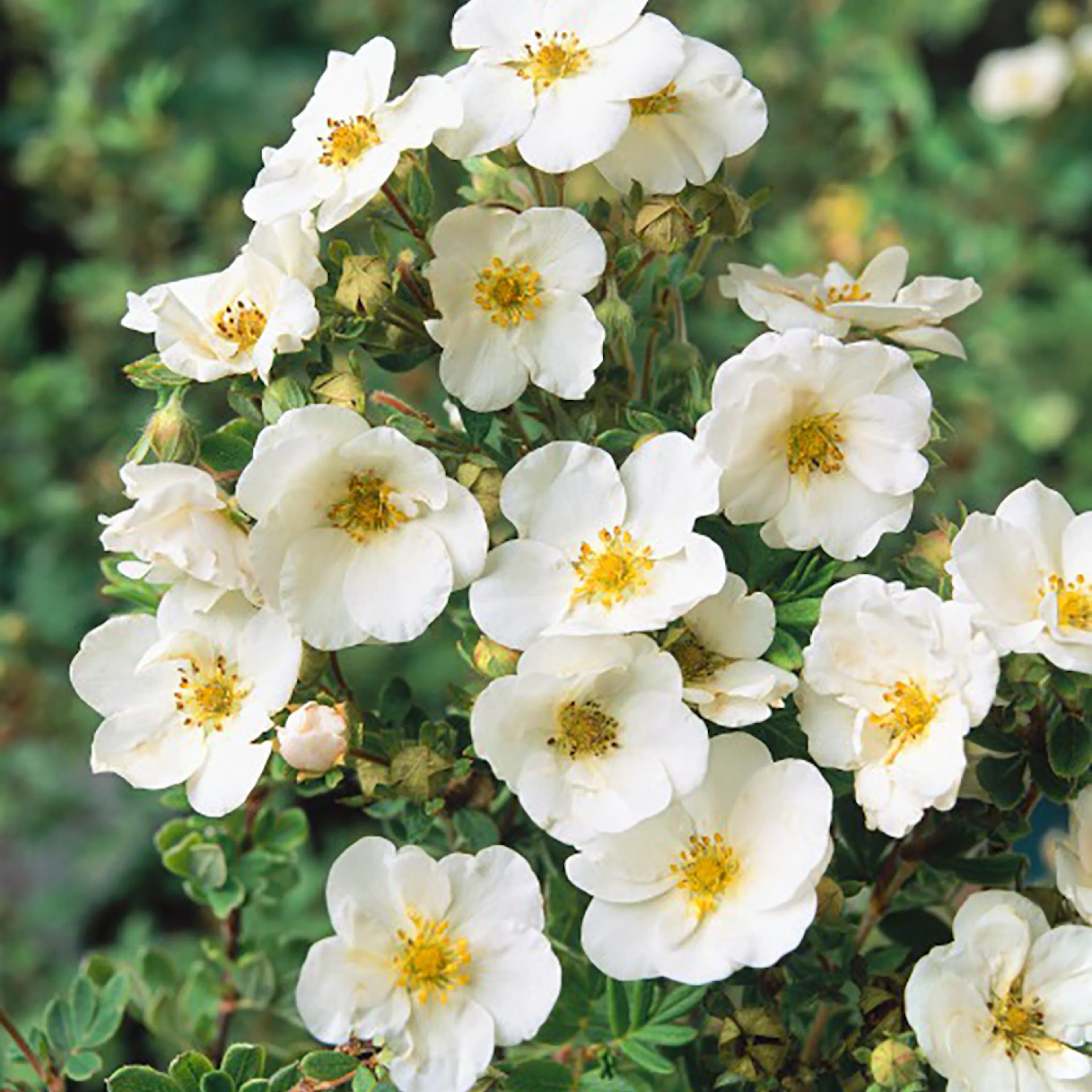 Planta Häck Omnia Garden Trädgårdstok Sandved