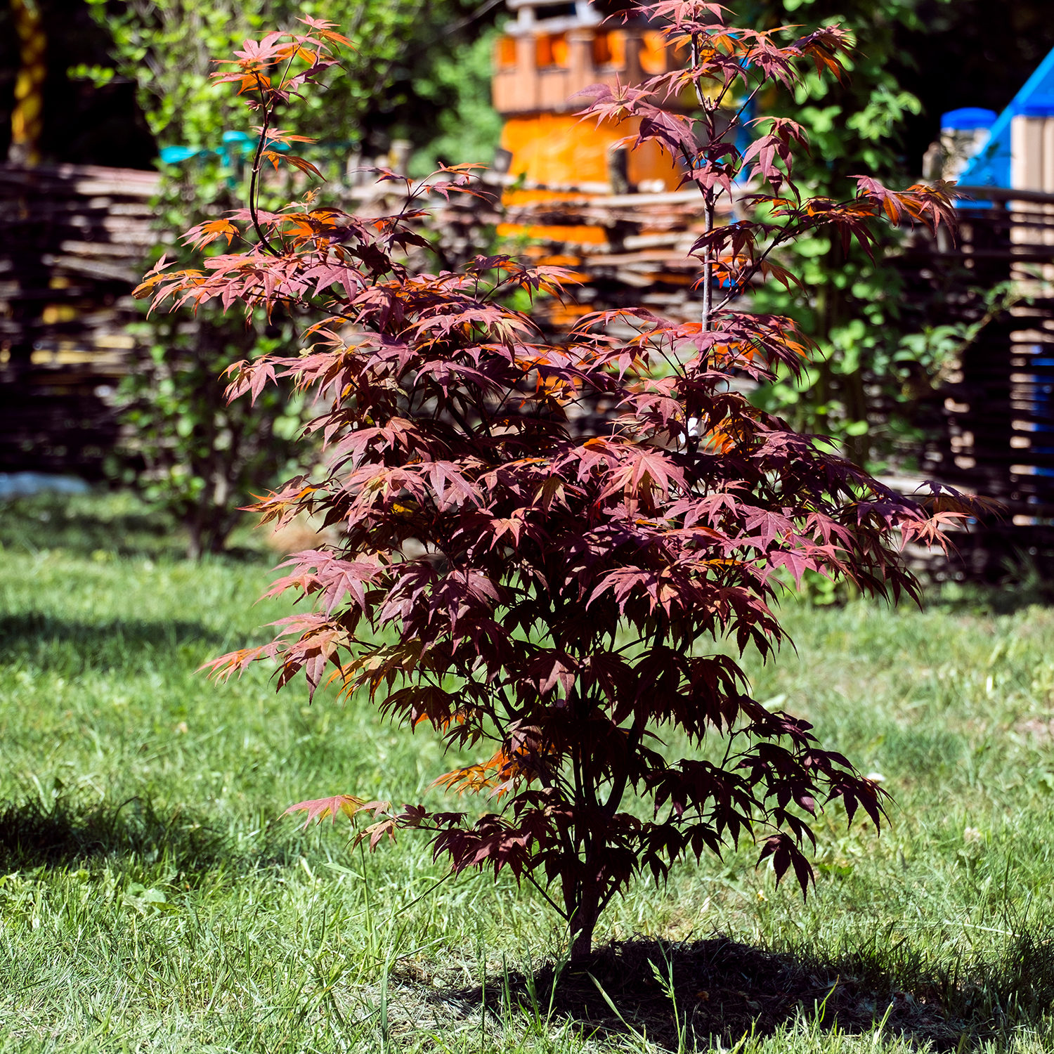 Prydnadsbuske Omnia Garden Japansk Lönn Bloodgood