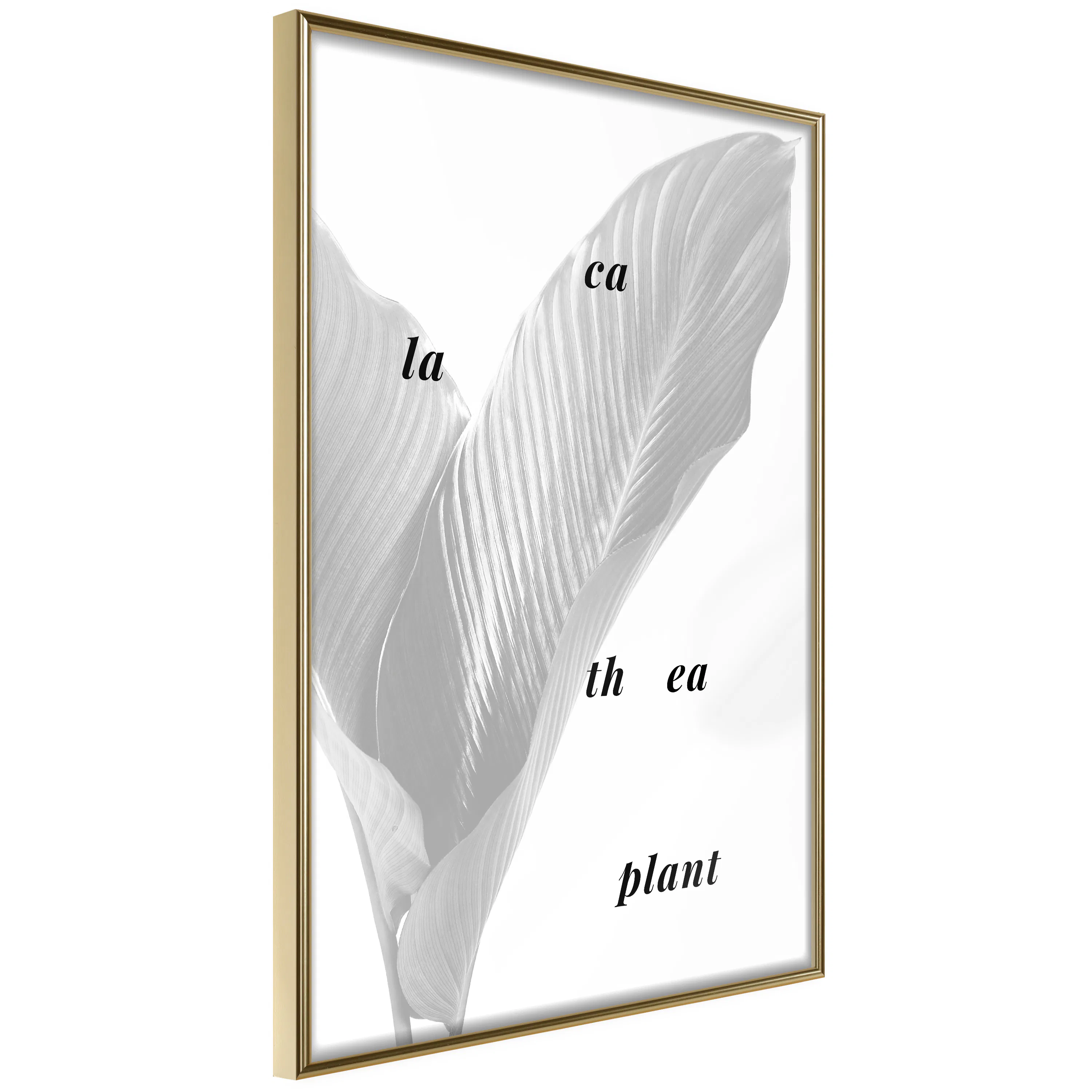 Poster Artgeist Affisch Calathea Plant